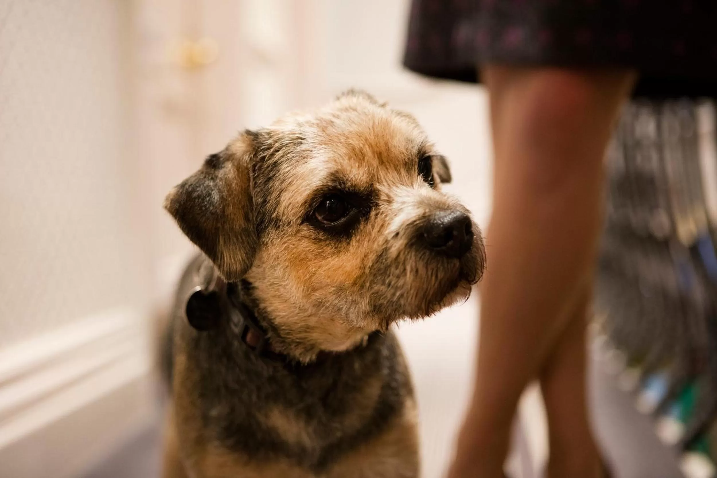 Pets in The Roseate Villa Bath