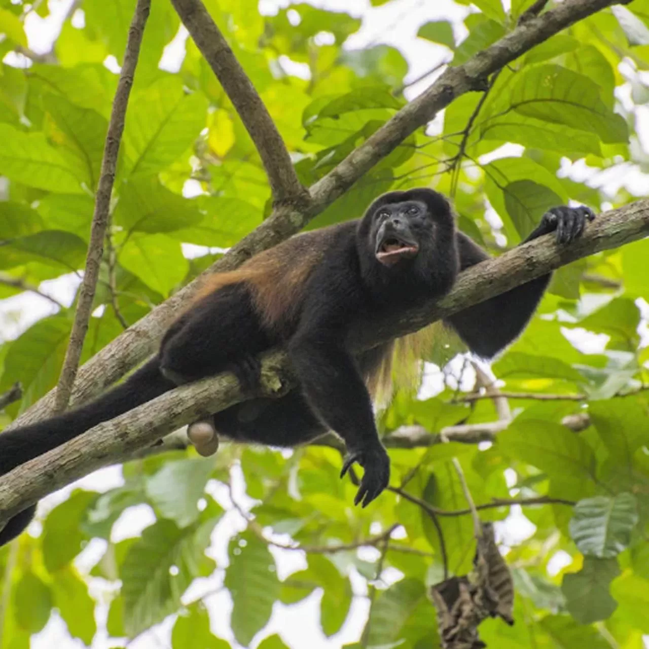 Mountain view in Piedra de Agua Palenque