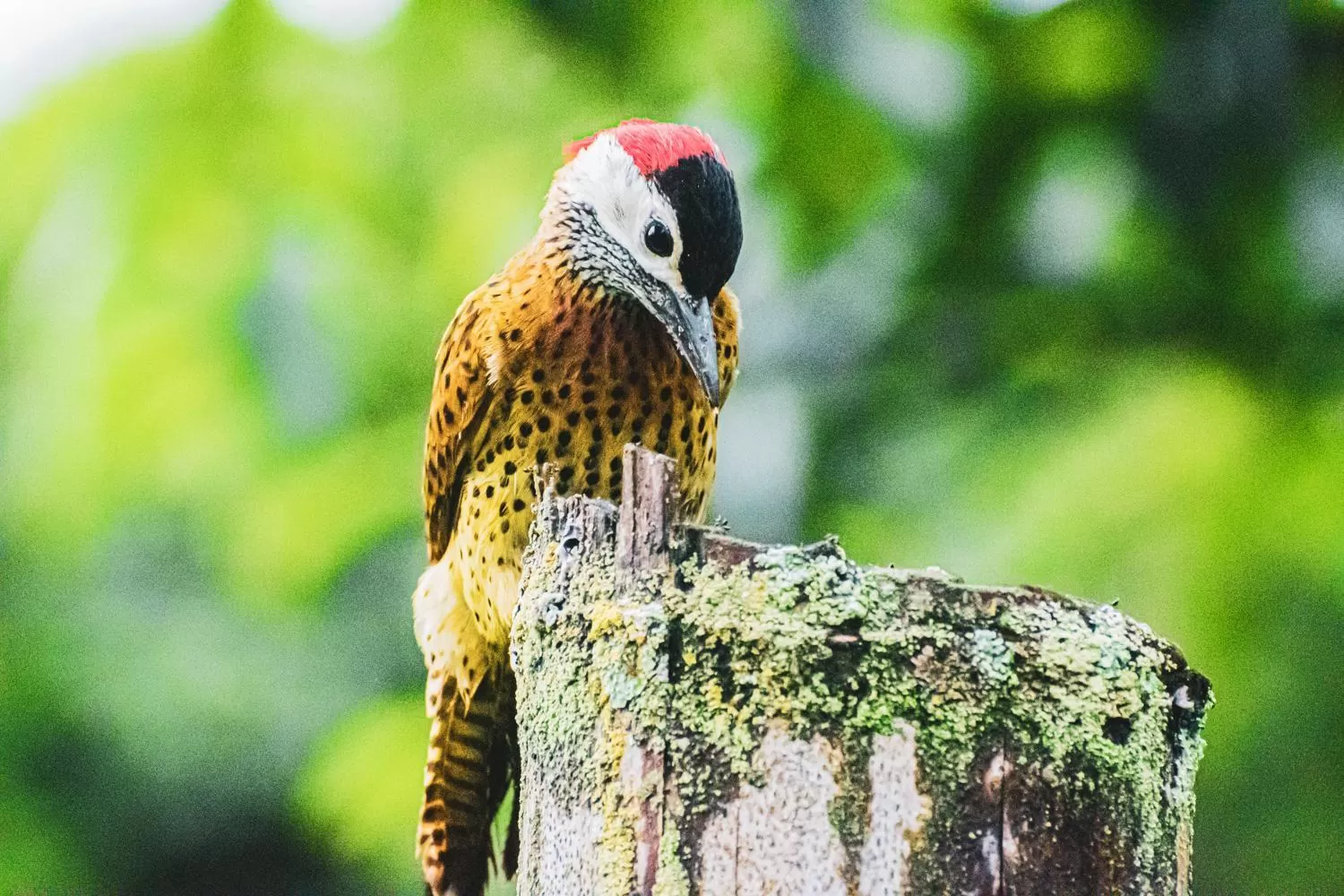 Animals in Villa Cristina - Casa Boutique