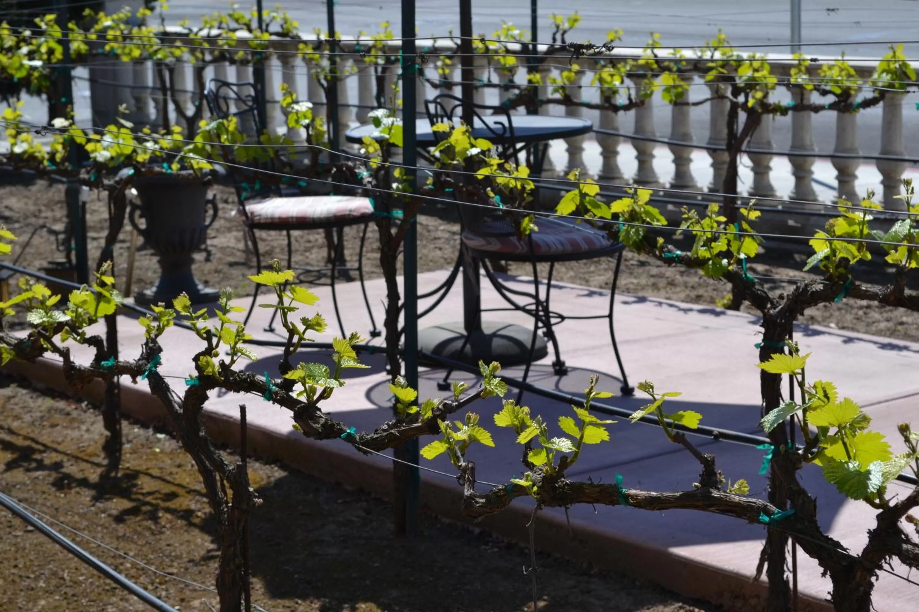 Decorative detail in Chardonnay Lodge