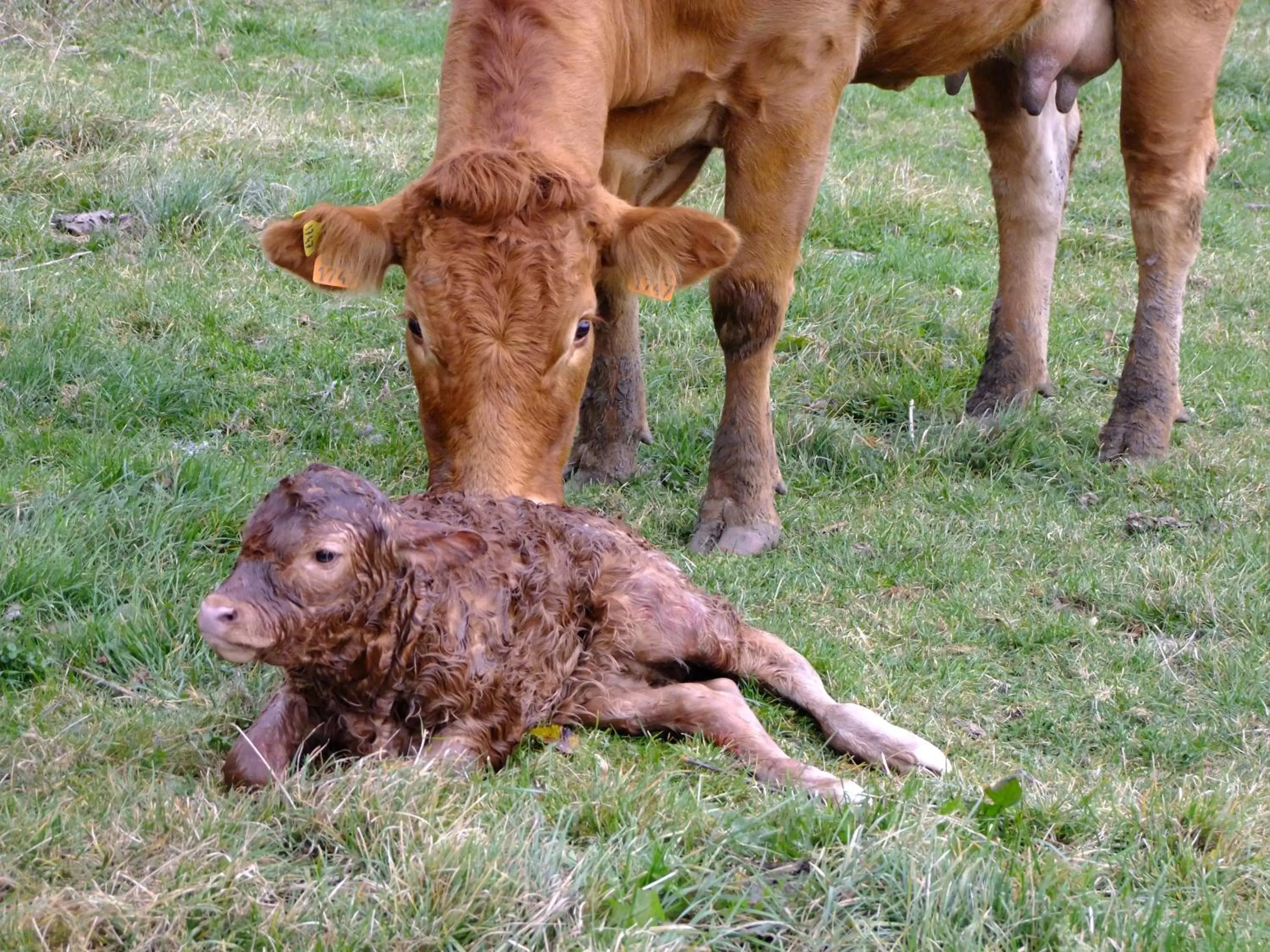 Natural landscape in 14-18 Meuse-Argonne