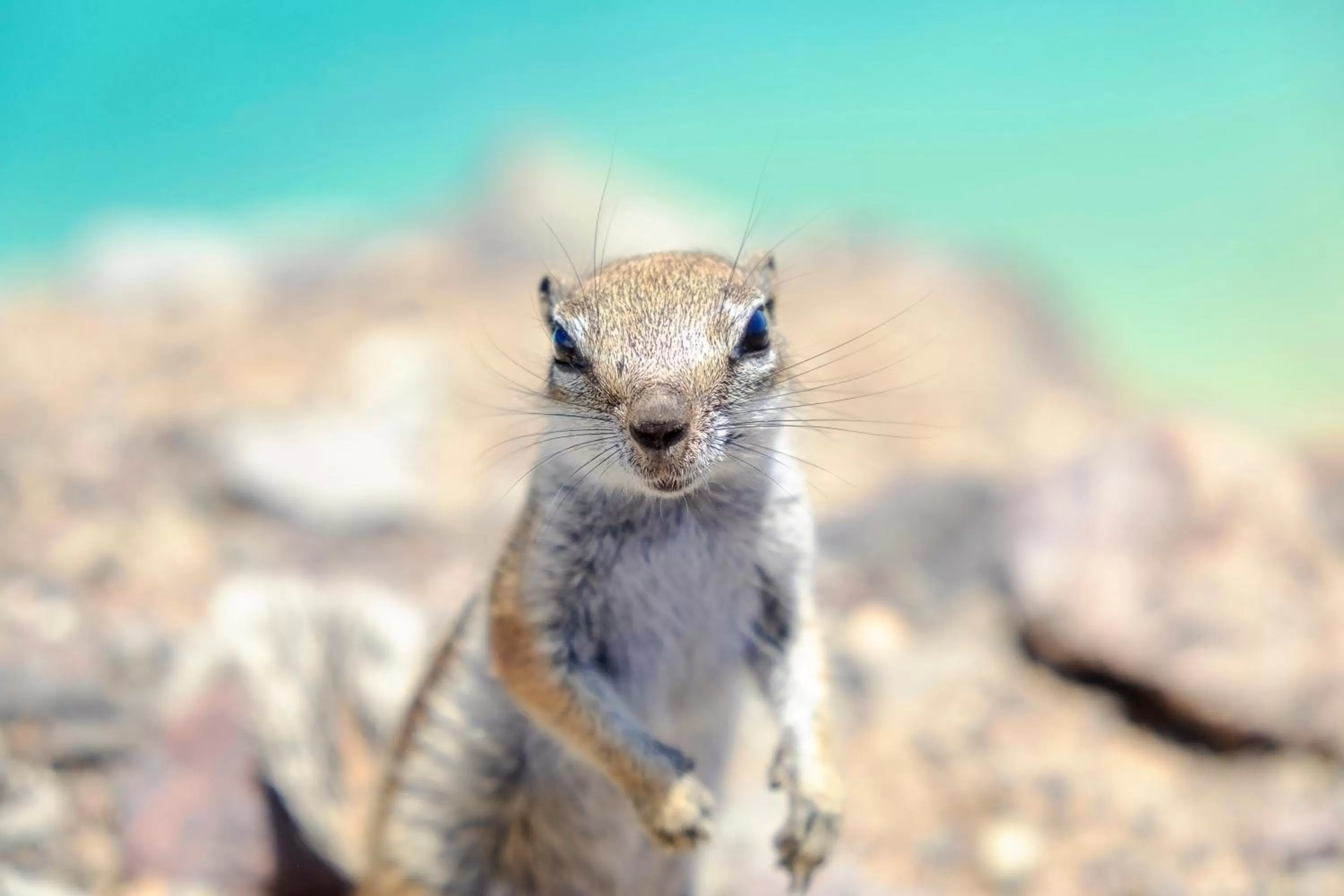 Pets in AVANTI Lifestyle Hotel - Only Adults