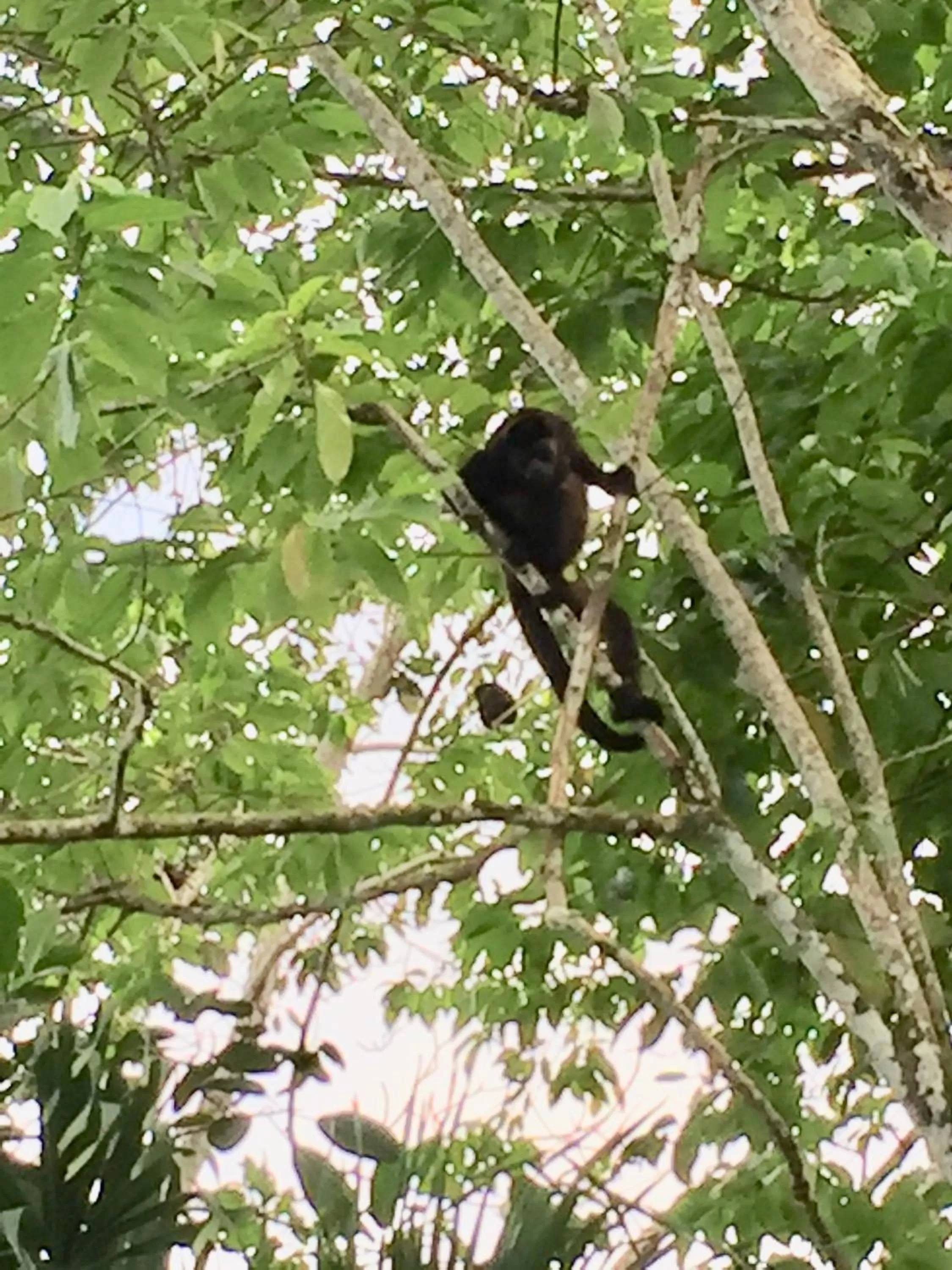 Animals, Other Animals in Casa Oceana Bed & Breakfast