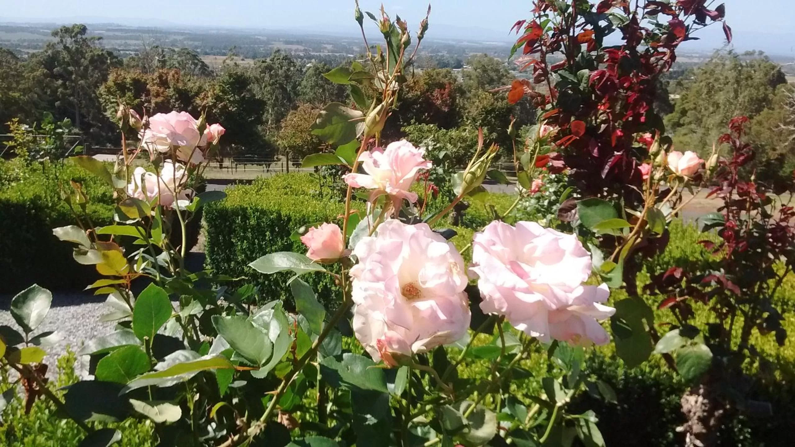 Garden view in Rosewood Park Guest Suite