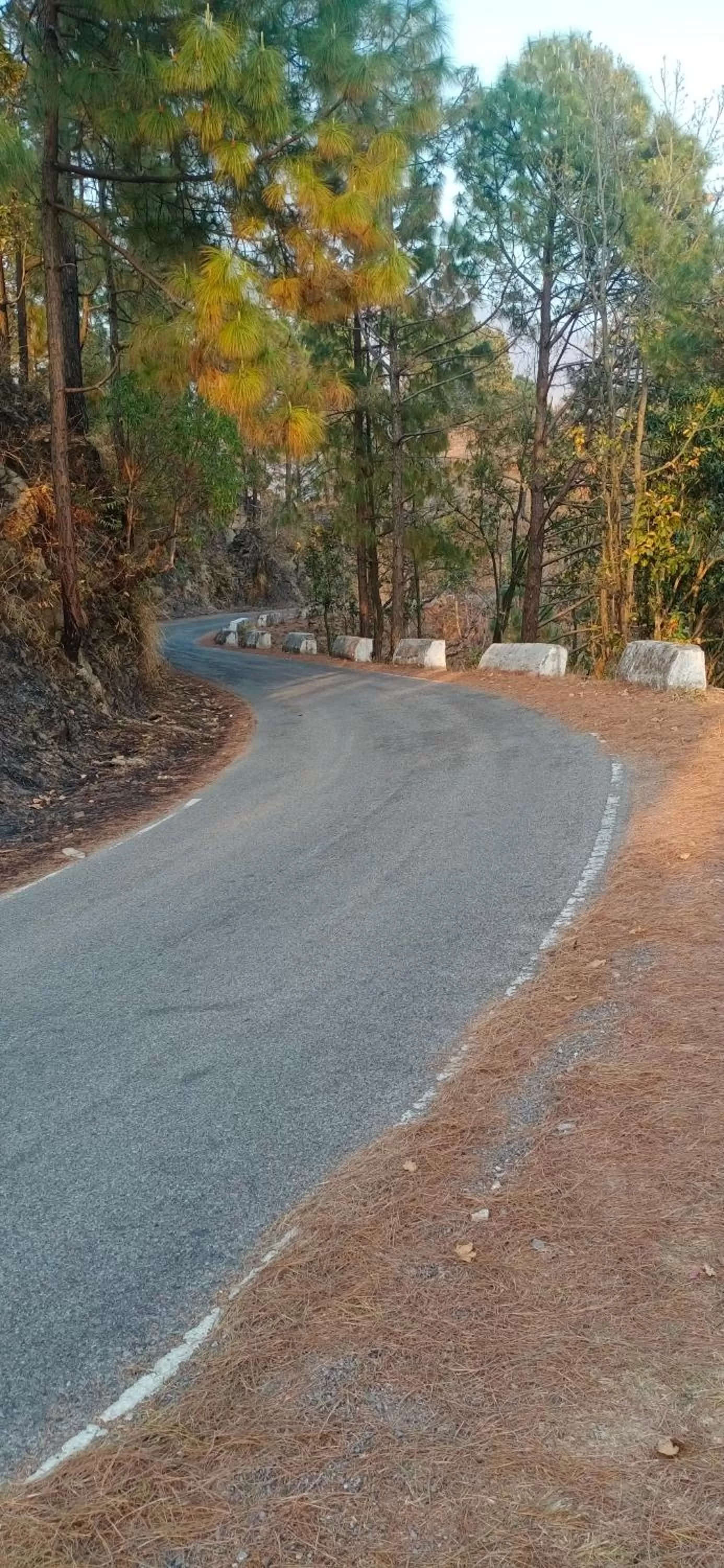 VIP in Blue Pine Orchards