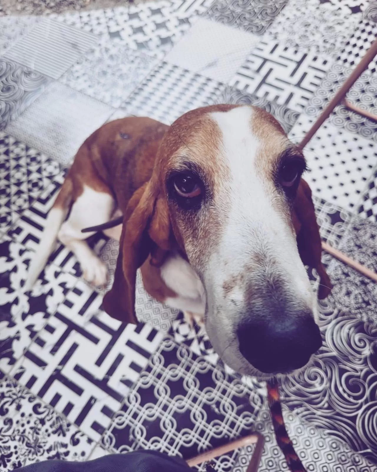 Pets in Hostal Hoja Santa