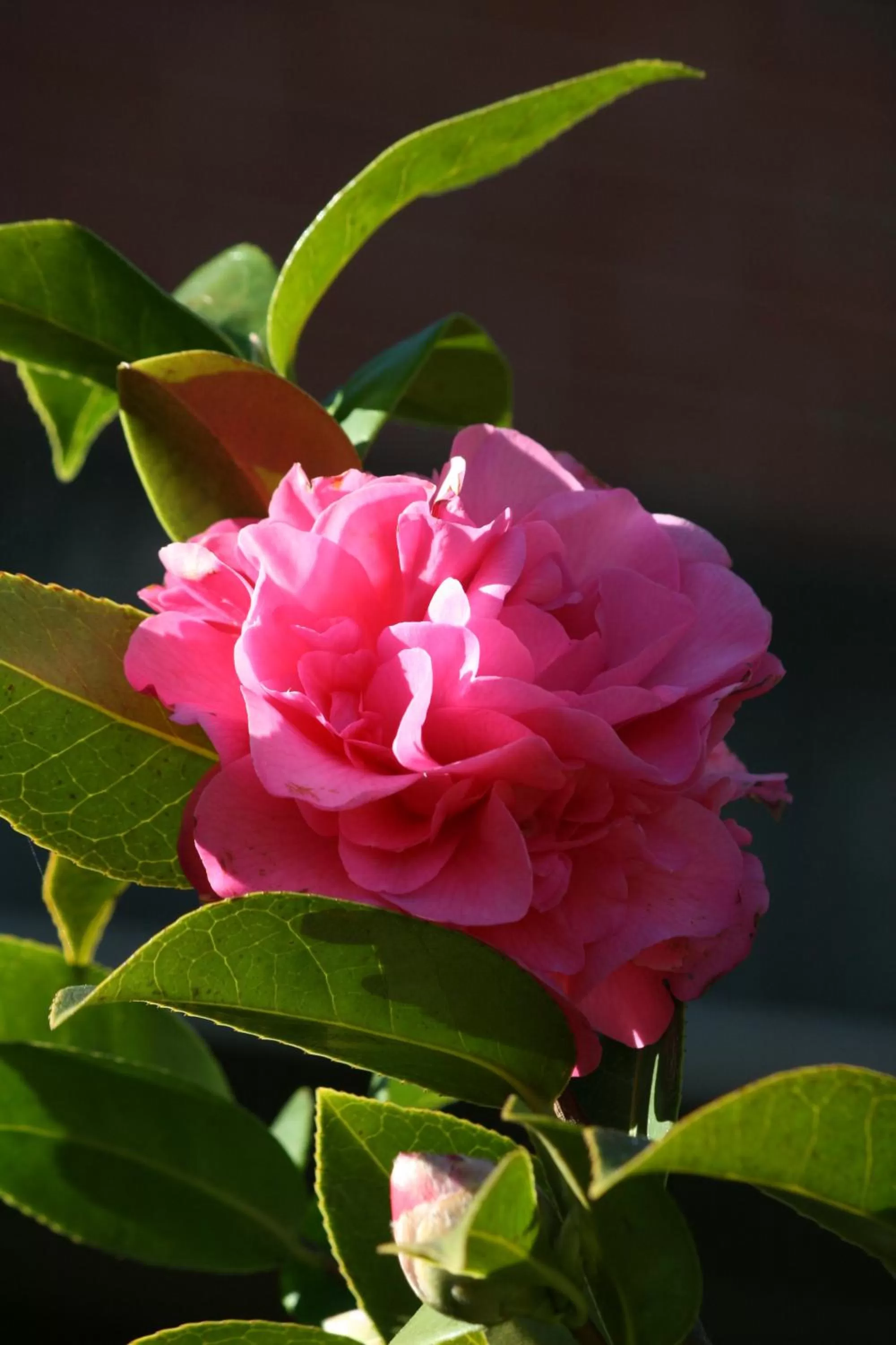 Spring in Pirralilla Estate Adelaide Hills