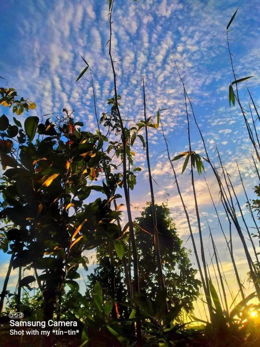 Sanctuaria Treehouses Busuanga