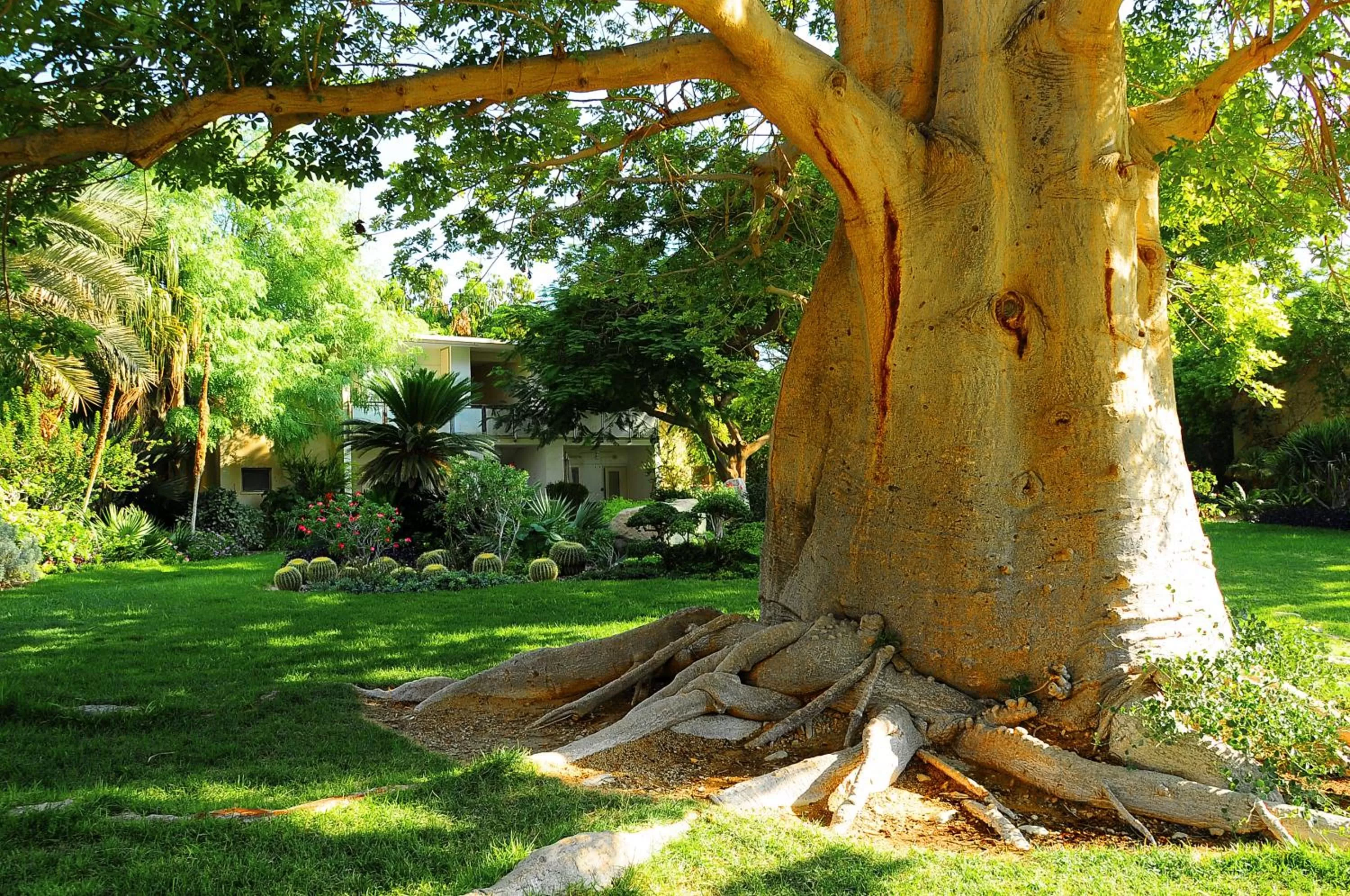Garden view in Ein Gedi Kibbutz Hotel