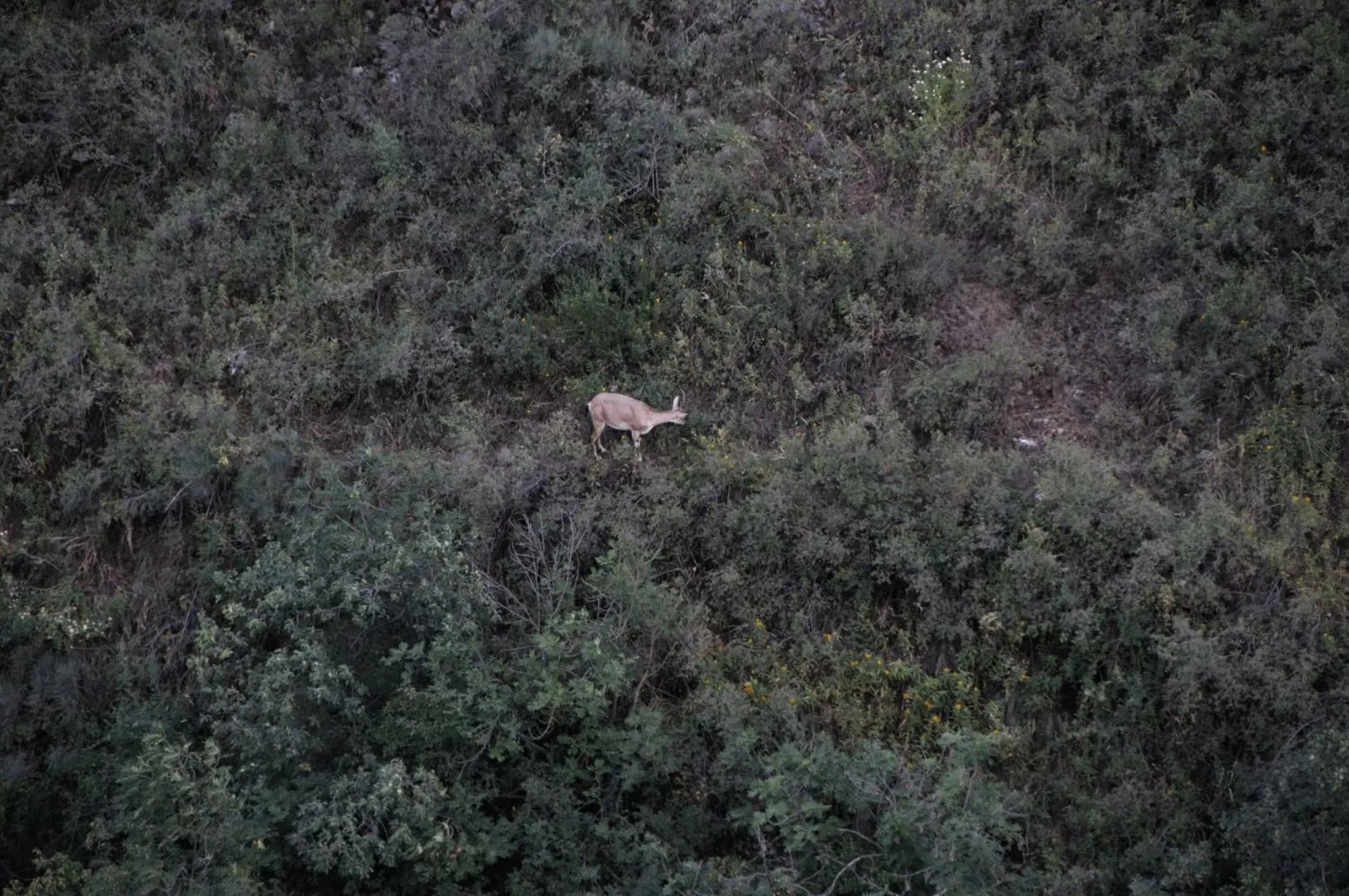 Animals, Other Animals in Karine B&B