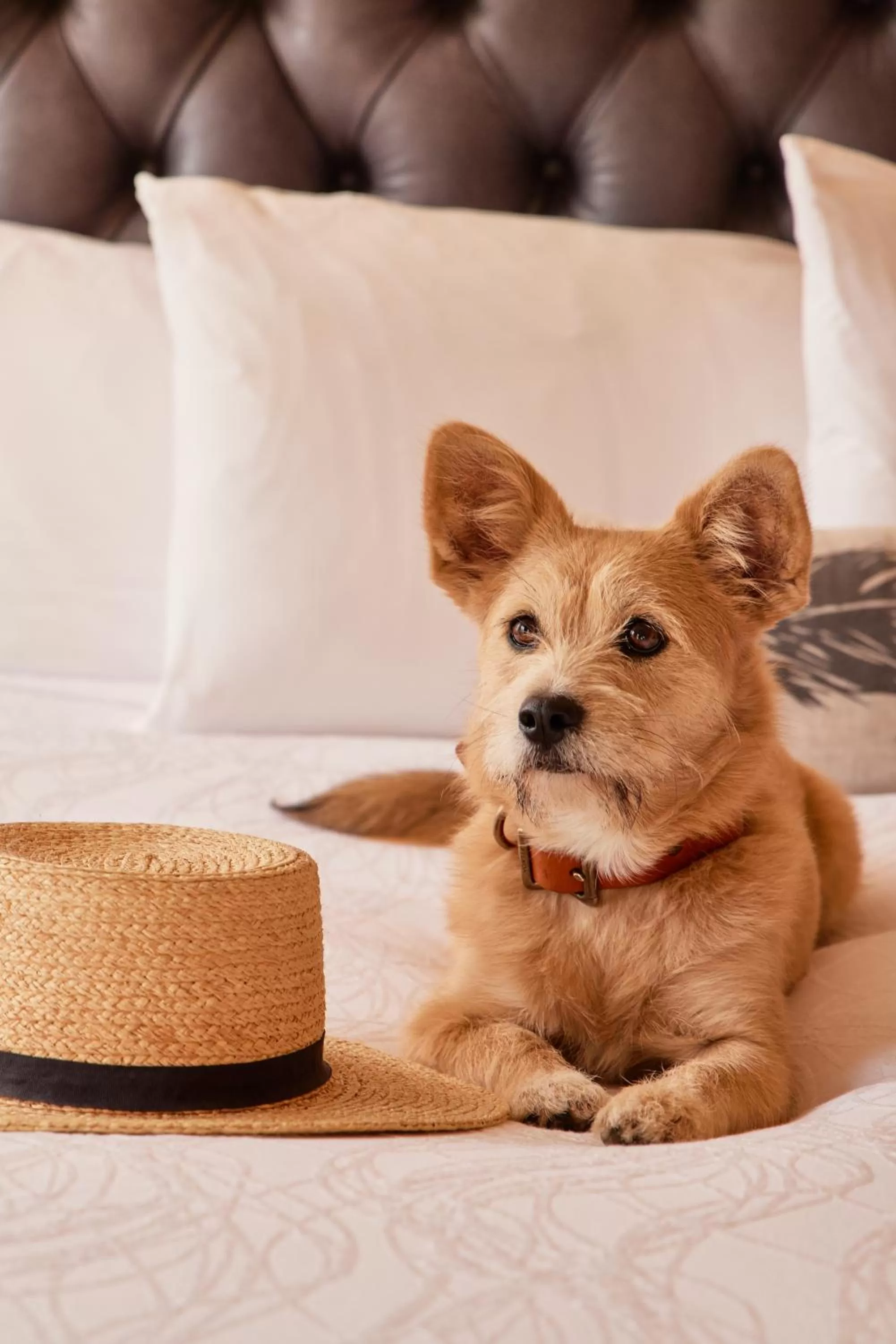 Pets in Olema House at Point Reyes