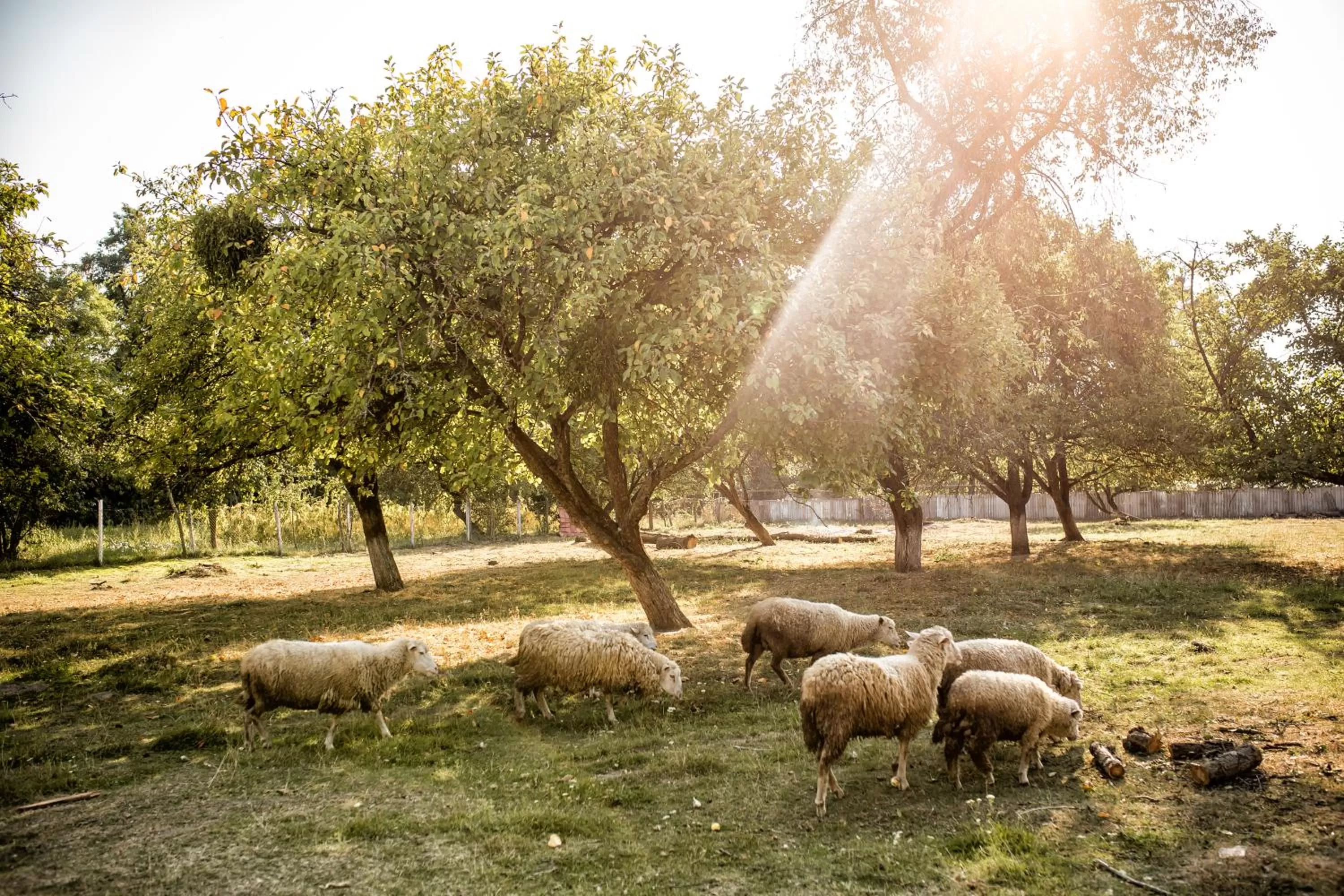Property building in Fermerska Hata