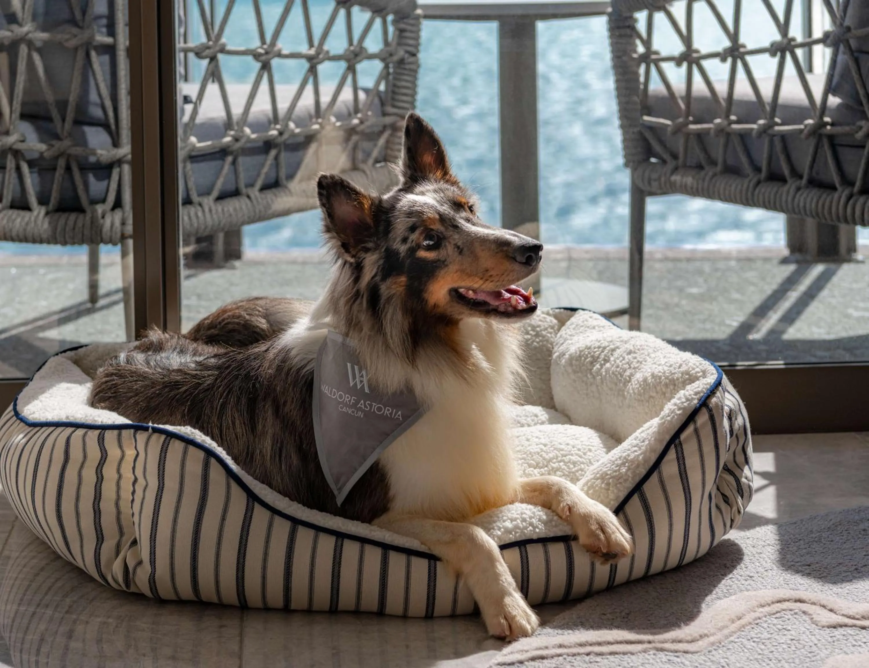 Pets in Waldorf Astoria Riviera Maya