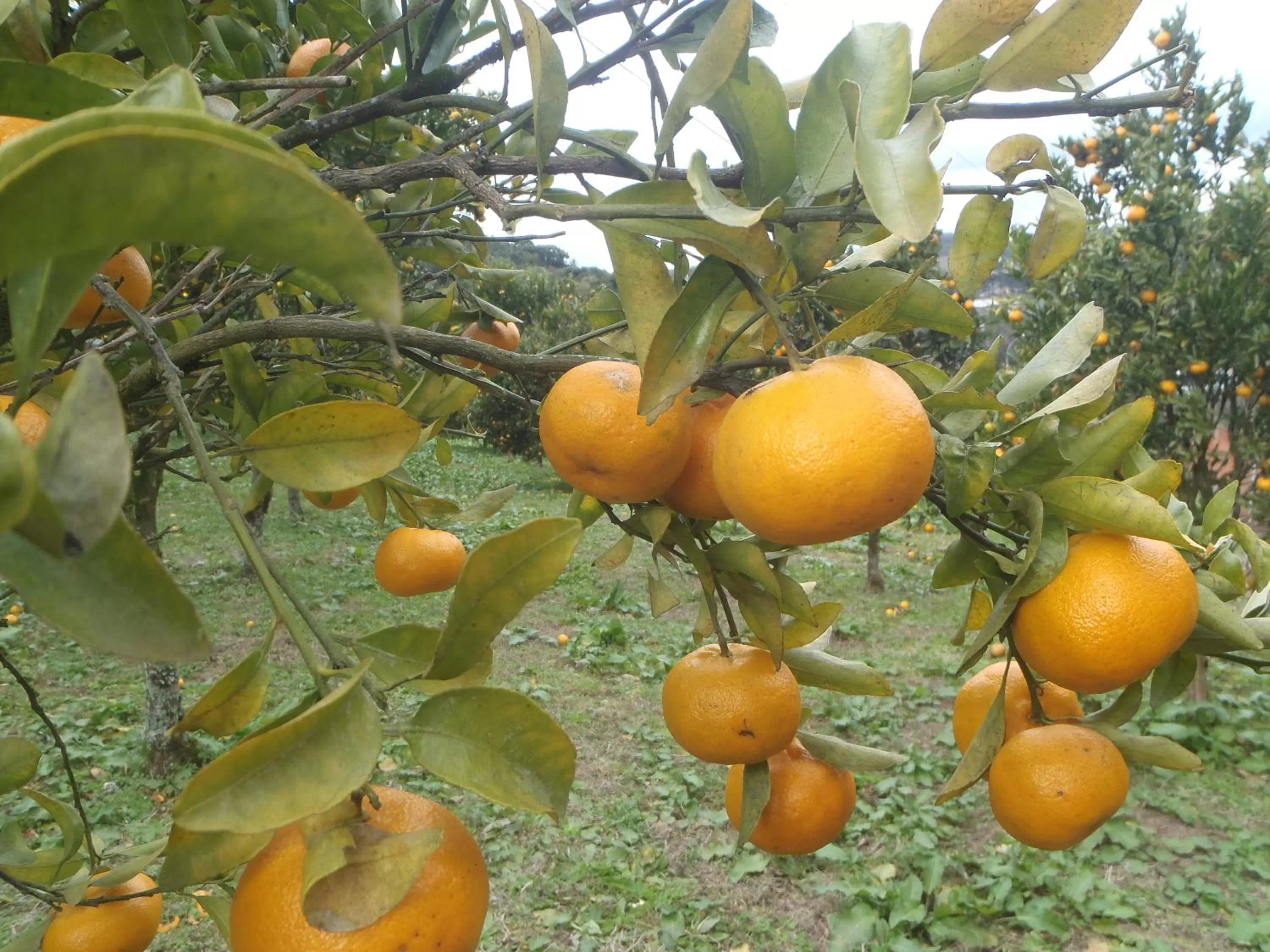 Other in Hotel Villa Michelon