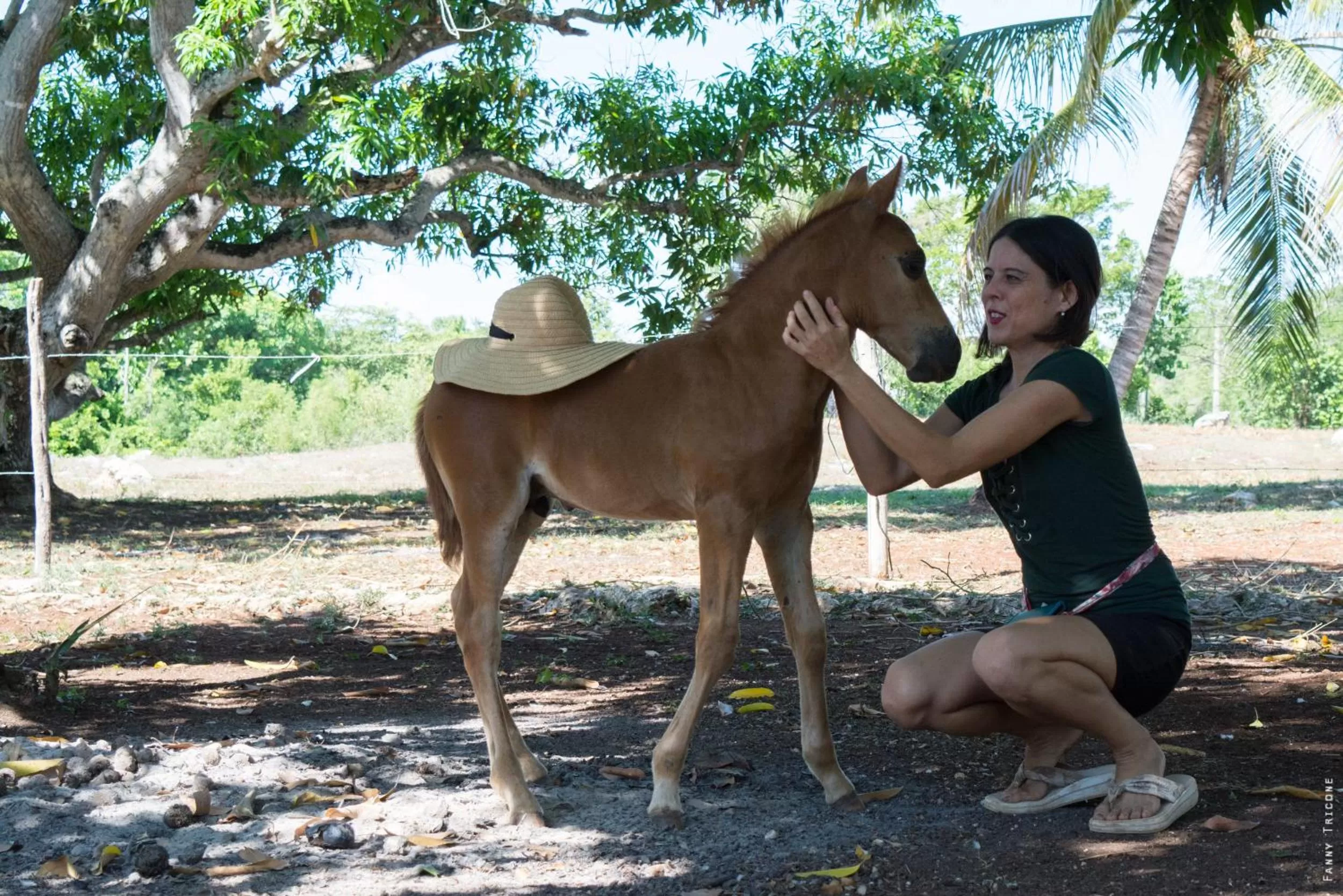 Animals in Horse Cottage