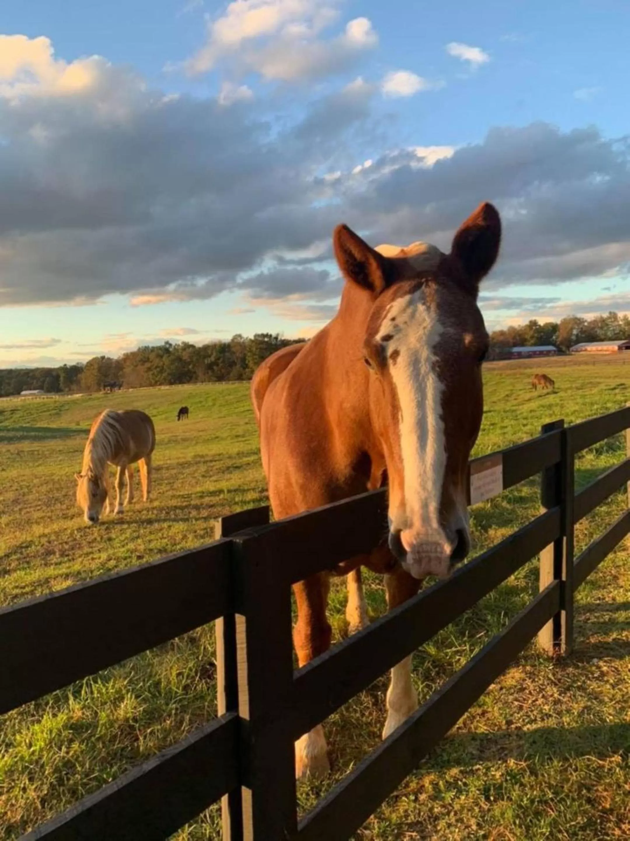 Horse-riding in Bluegreen Vacations Shenandoah Crossing, an Ascend Collection Resort