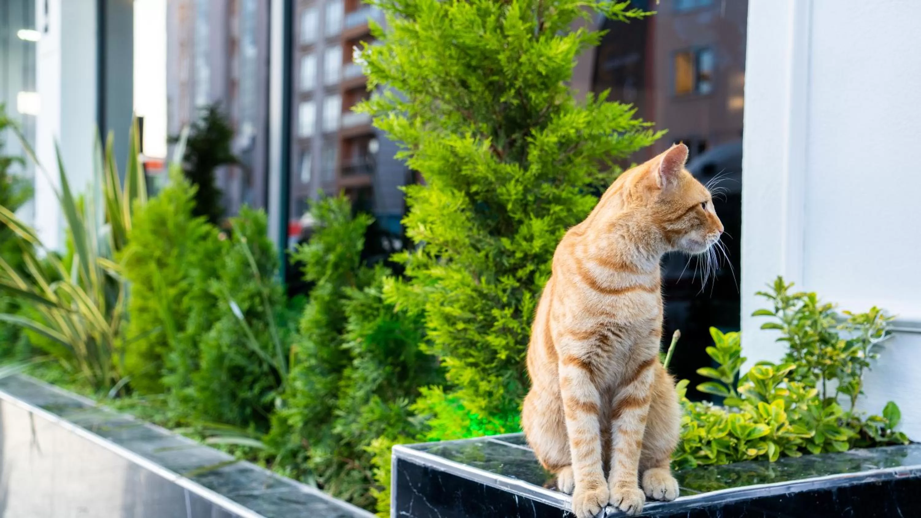 Garden view in GRAND MOON HOTEL