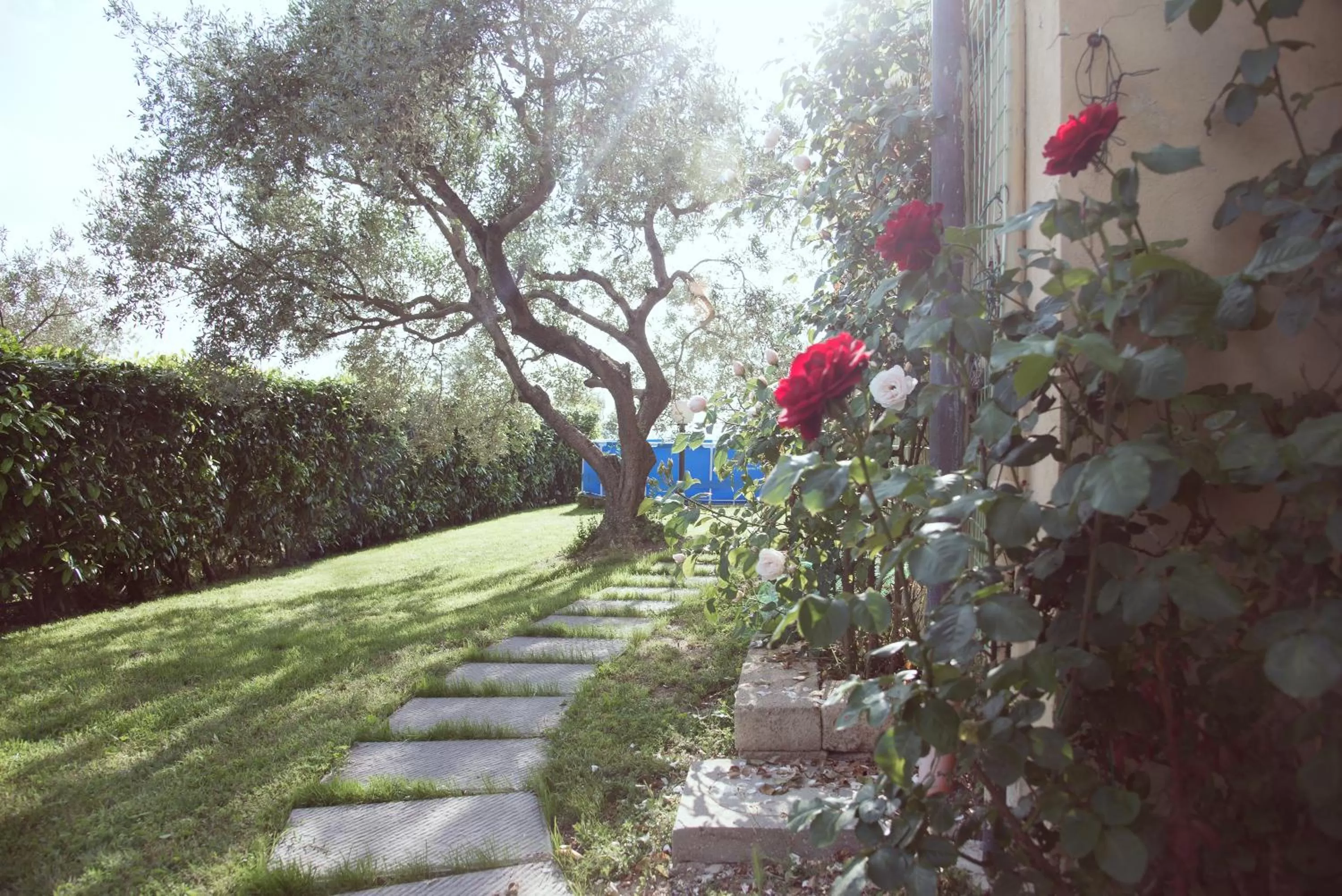 Garden in B&B Sei Cipressi