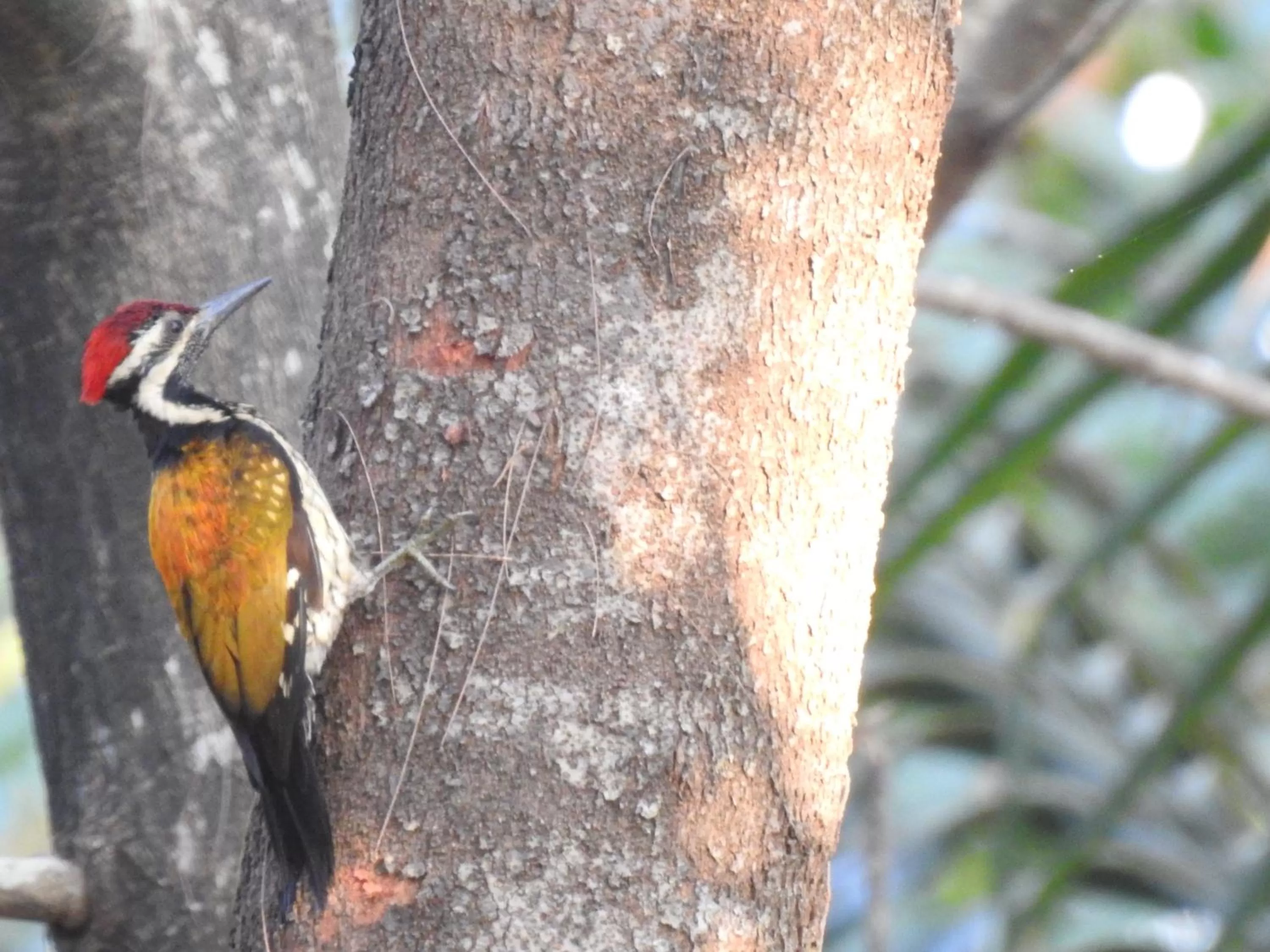 Animals in OmBodhi Retreat
