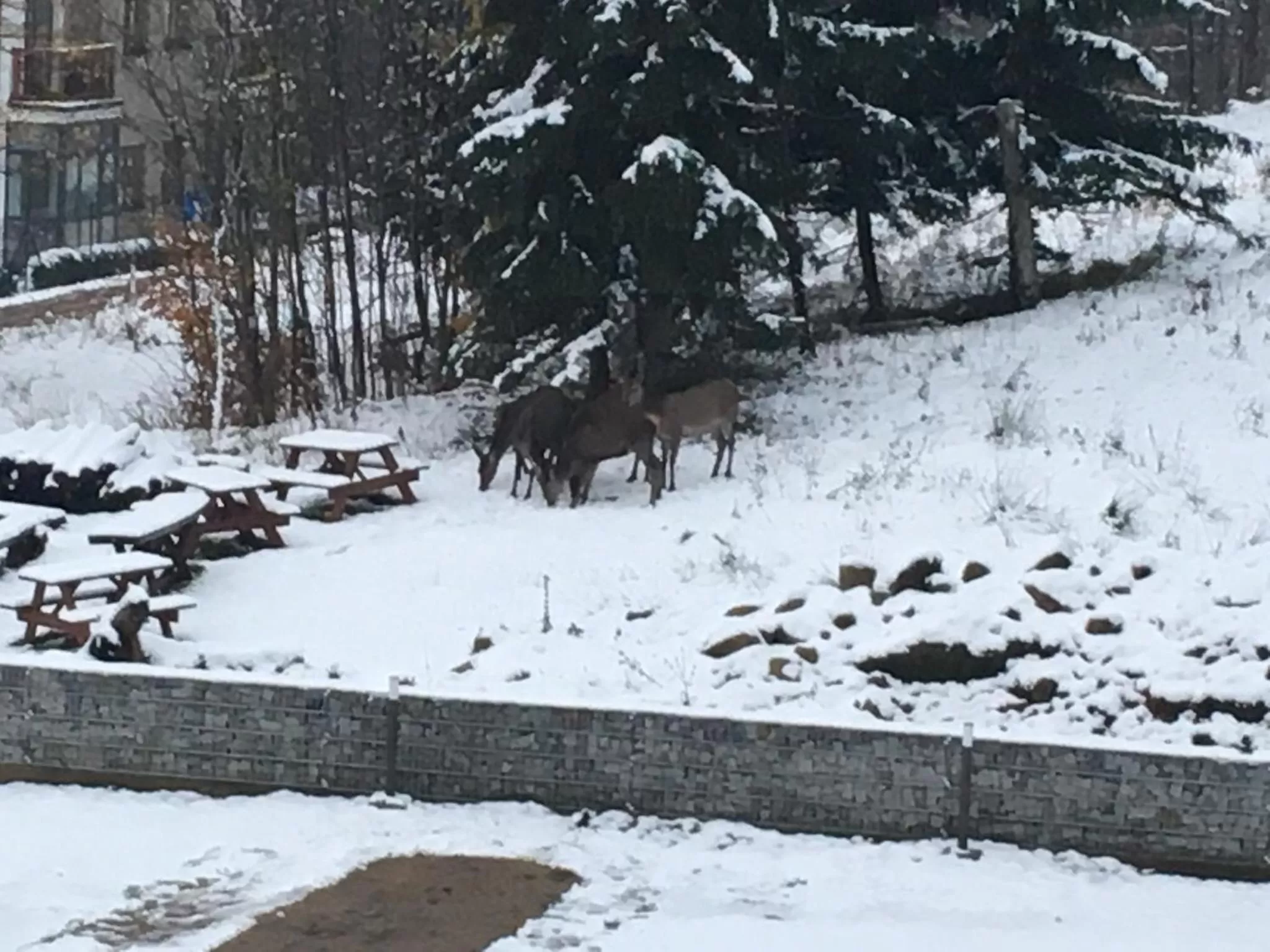 Animals in dask resort