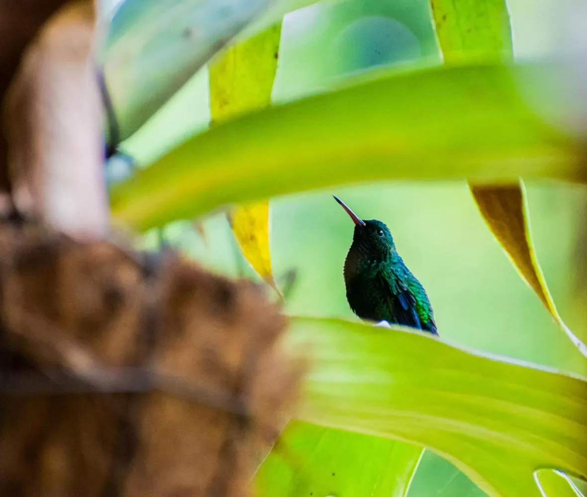 Animals in Villa Cristina - Casa Boutique