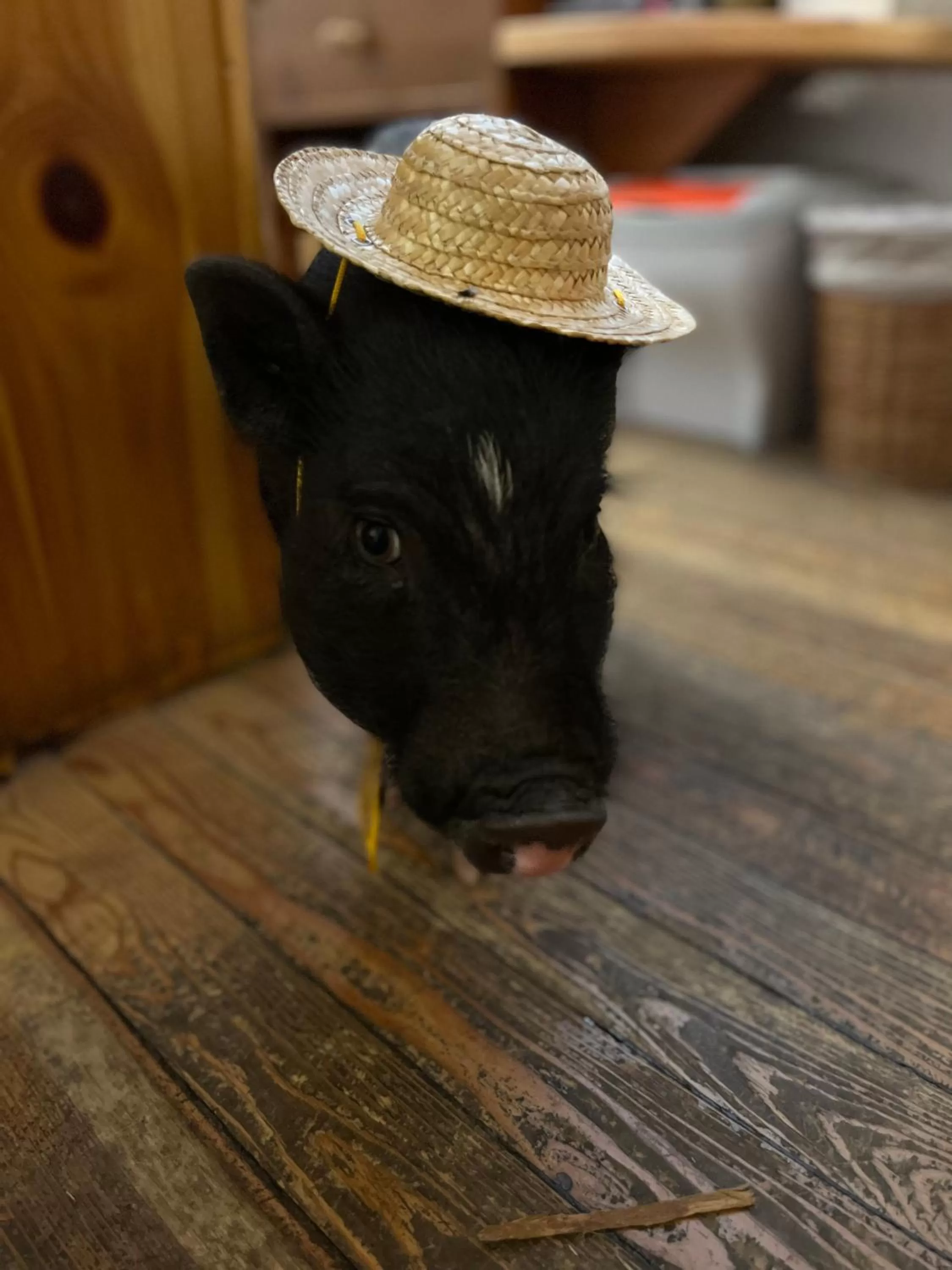 Lobby or reception in Hotel La Grange - Animal Chic Hotel