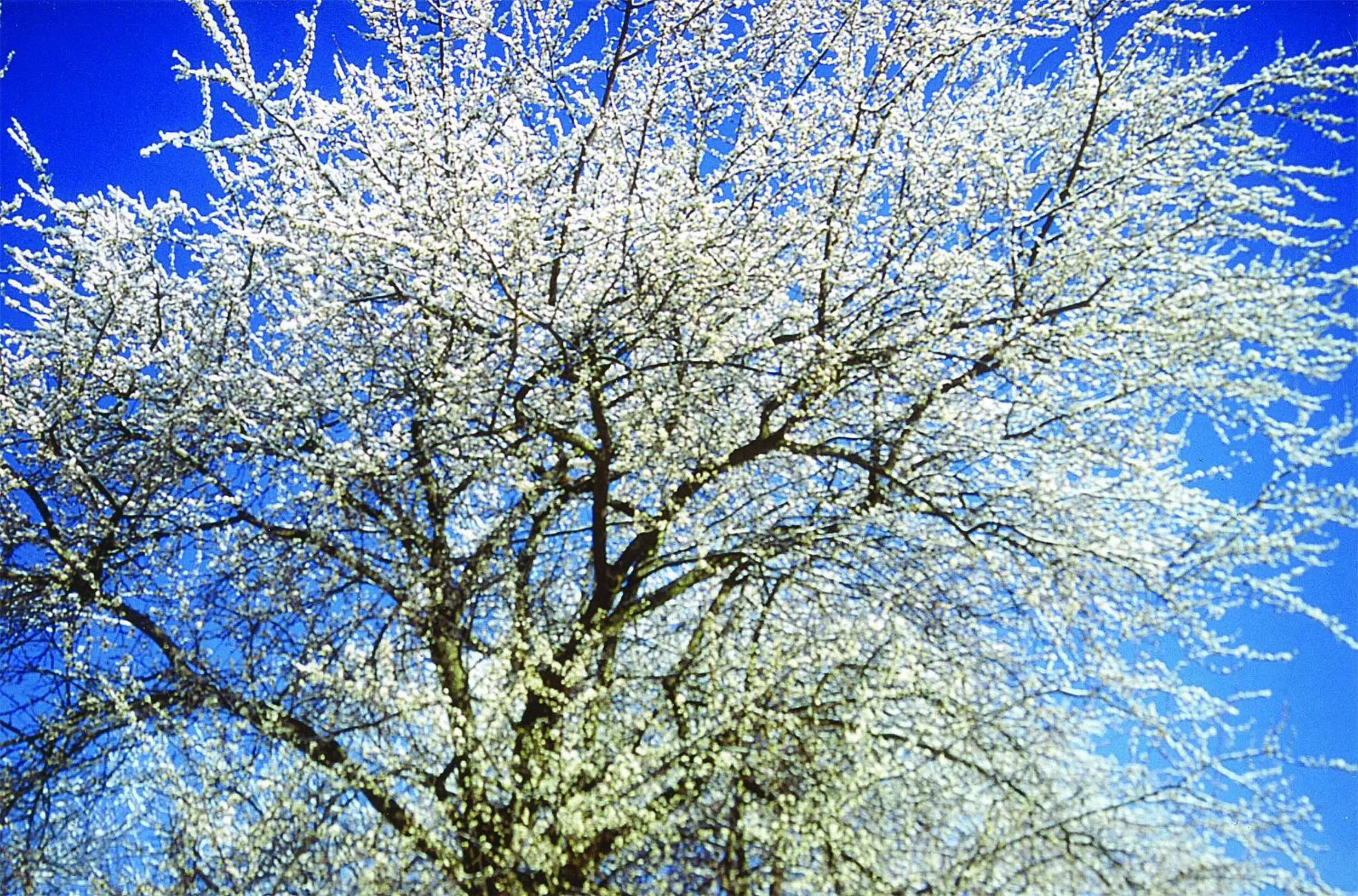 Landhaus Waldfrieden