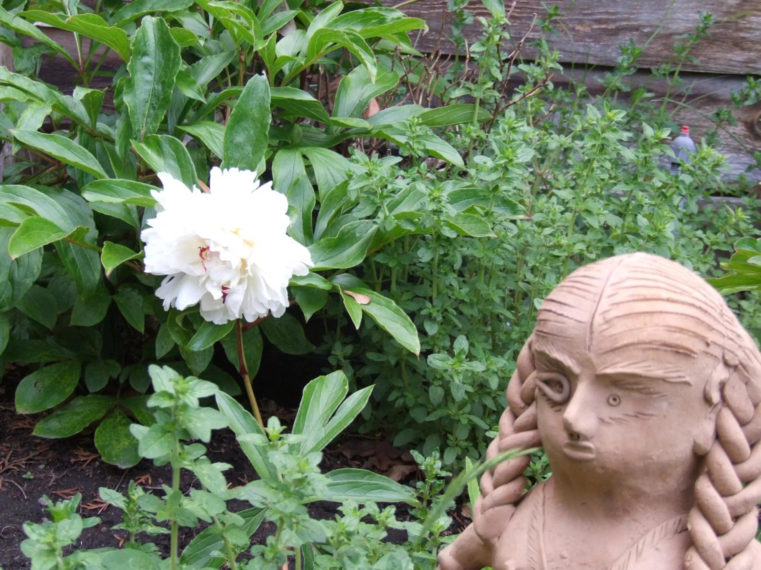 Garden in Stirling House