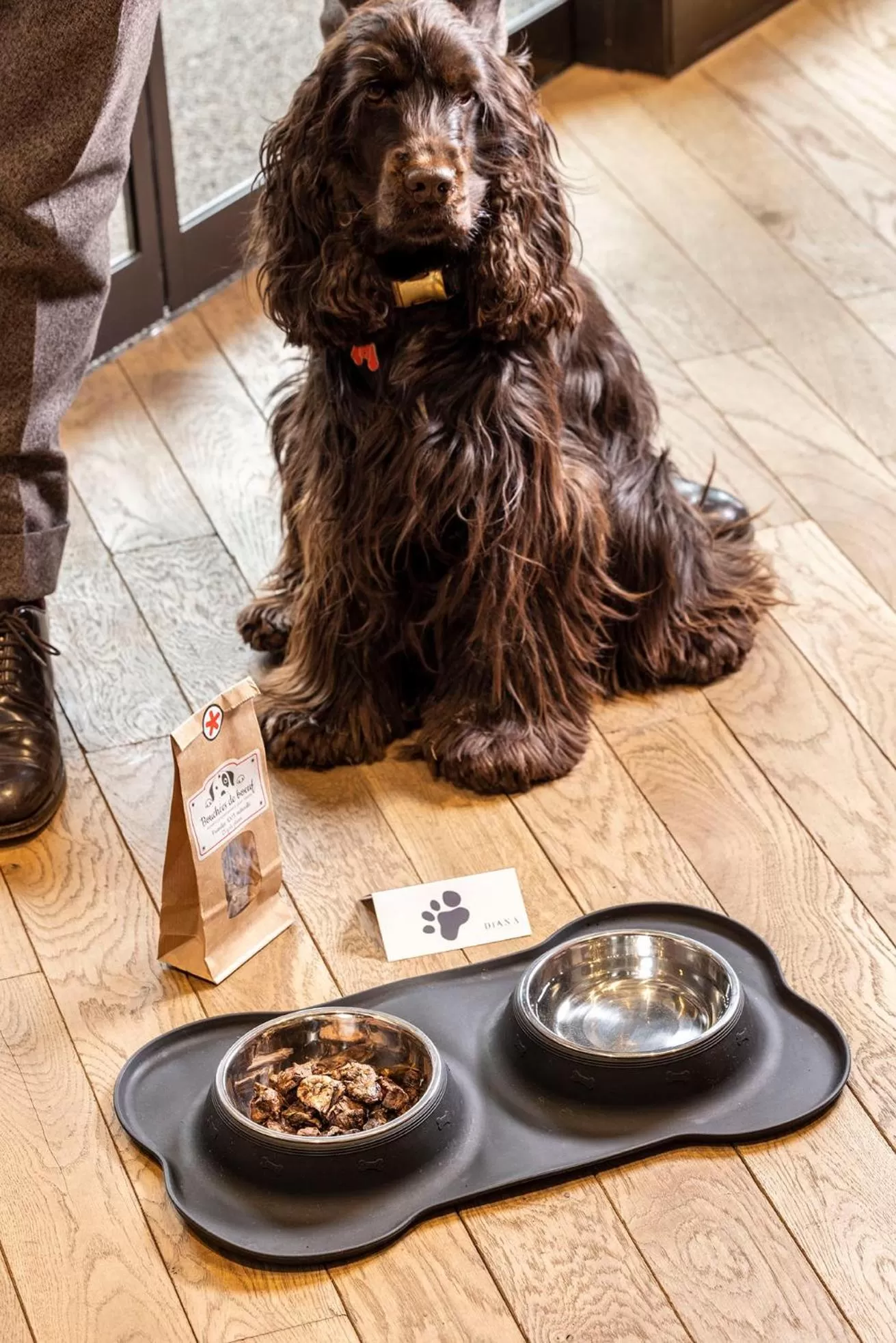 Animals in Hotel La Diligence