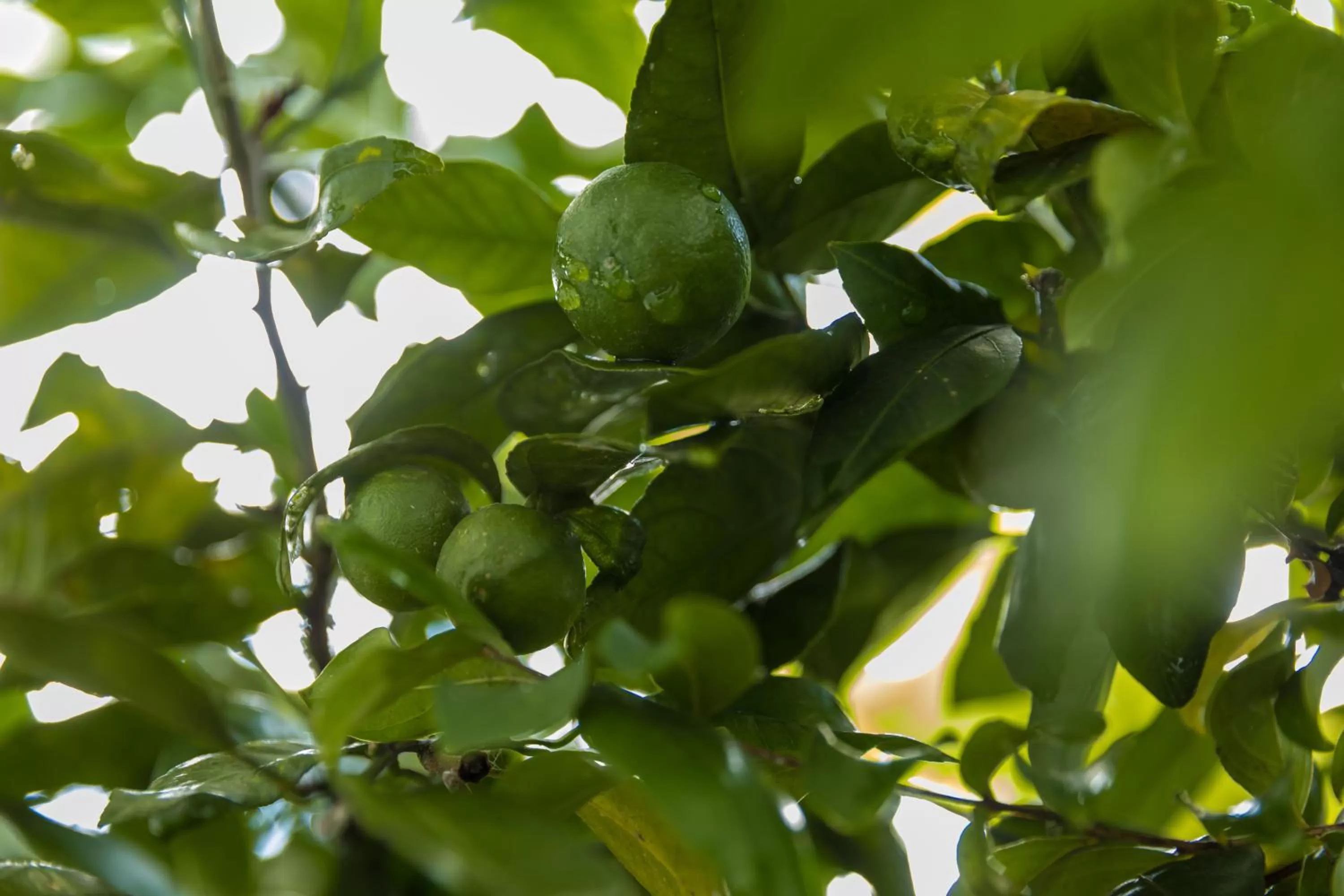 Food and drinks in TJ GARDENS