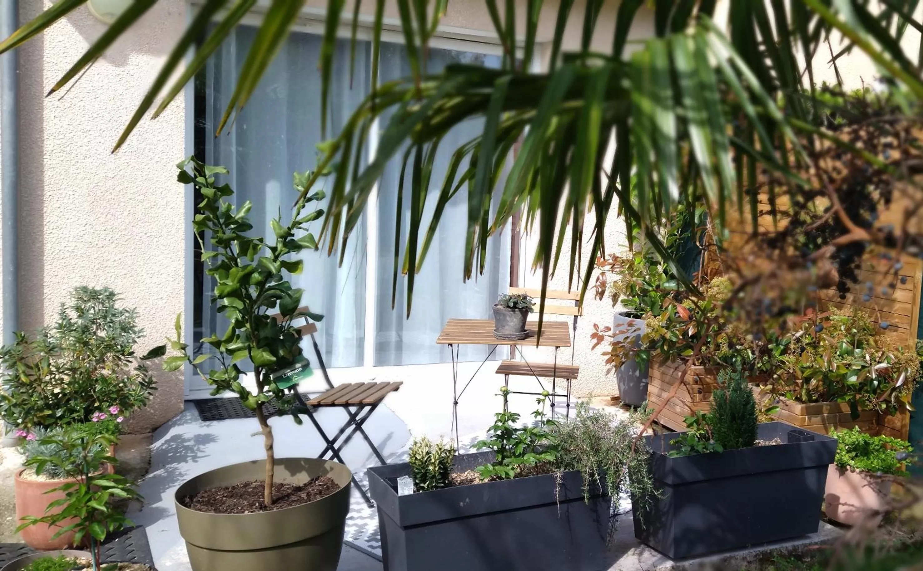 Patio in Fleurs de Cosmos