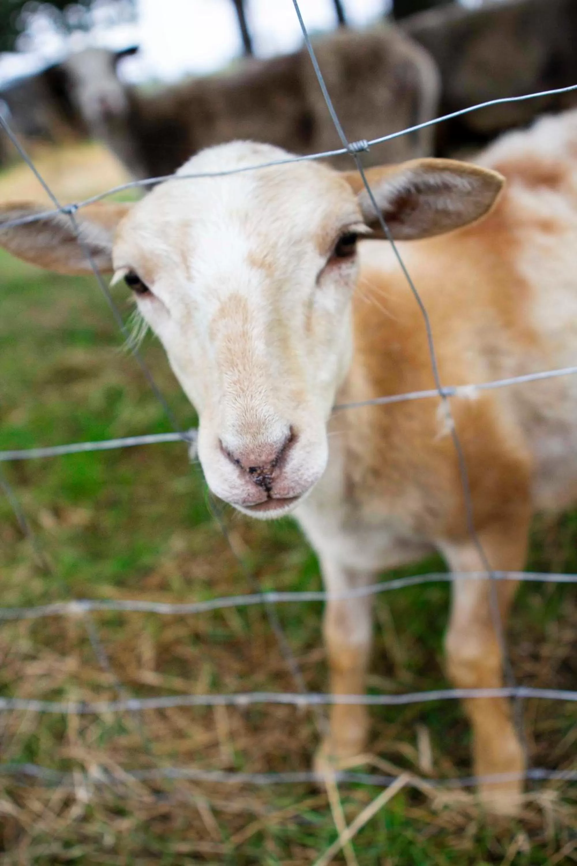 Animals in Landapartments Smitmans