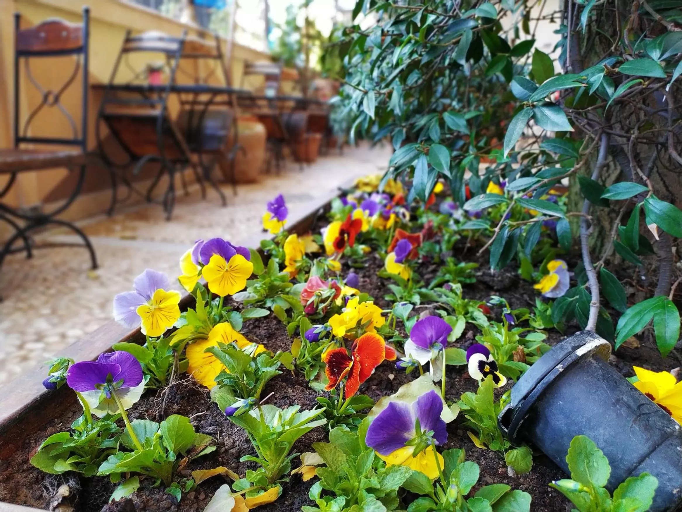 Garden in Antea Palace Hotel & Spa