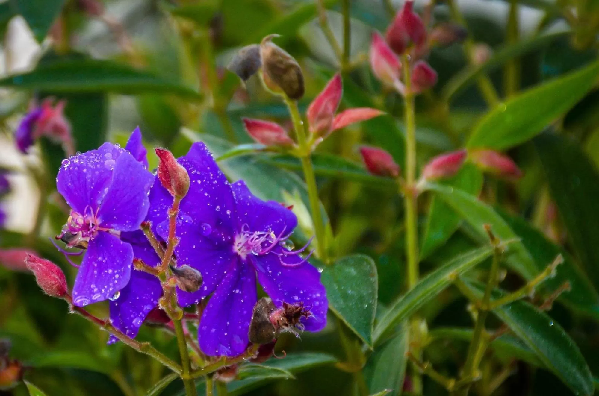 Garden in Elegant Hotel