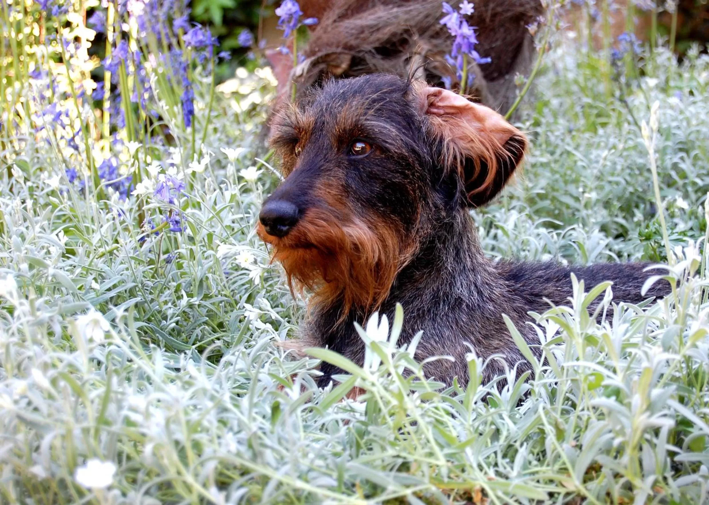 Pets in Madeleine Bergerac