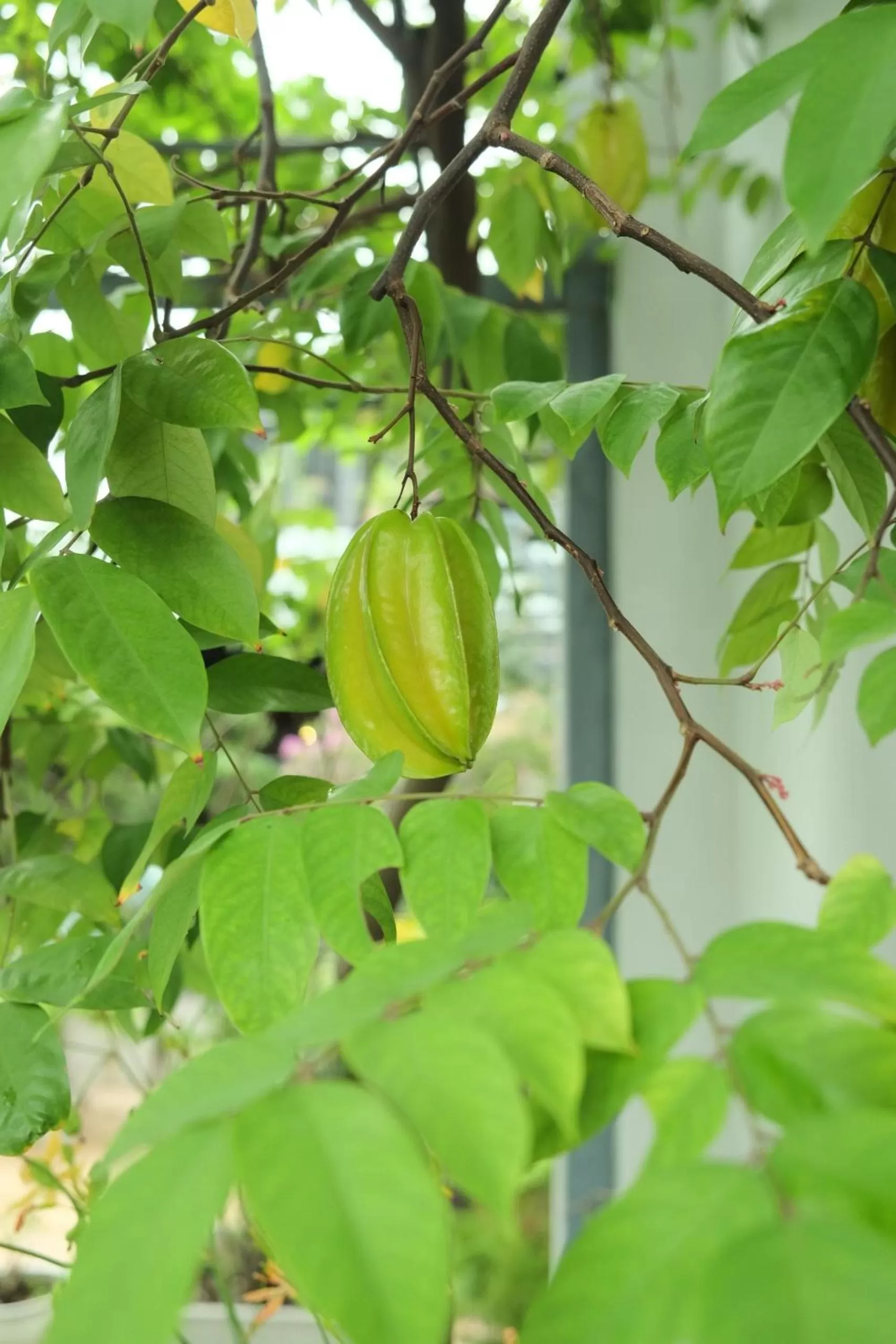 Garden in Auntie Liên's Homestay