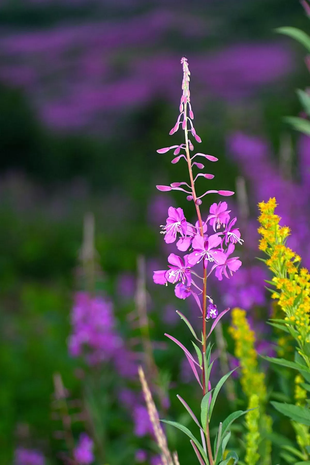 Natural landscape, Other Animals in Halcyon Heights B&B/Inn