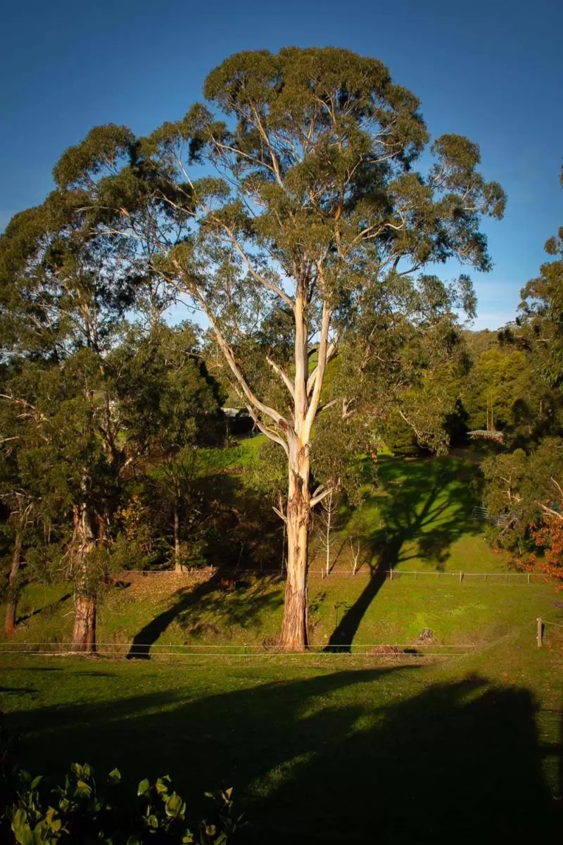 Rosewood Park Guest Suite