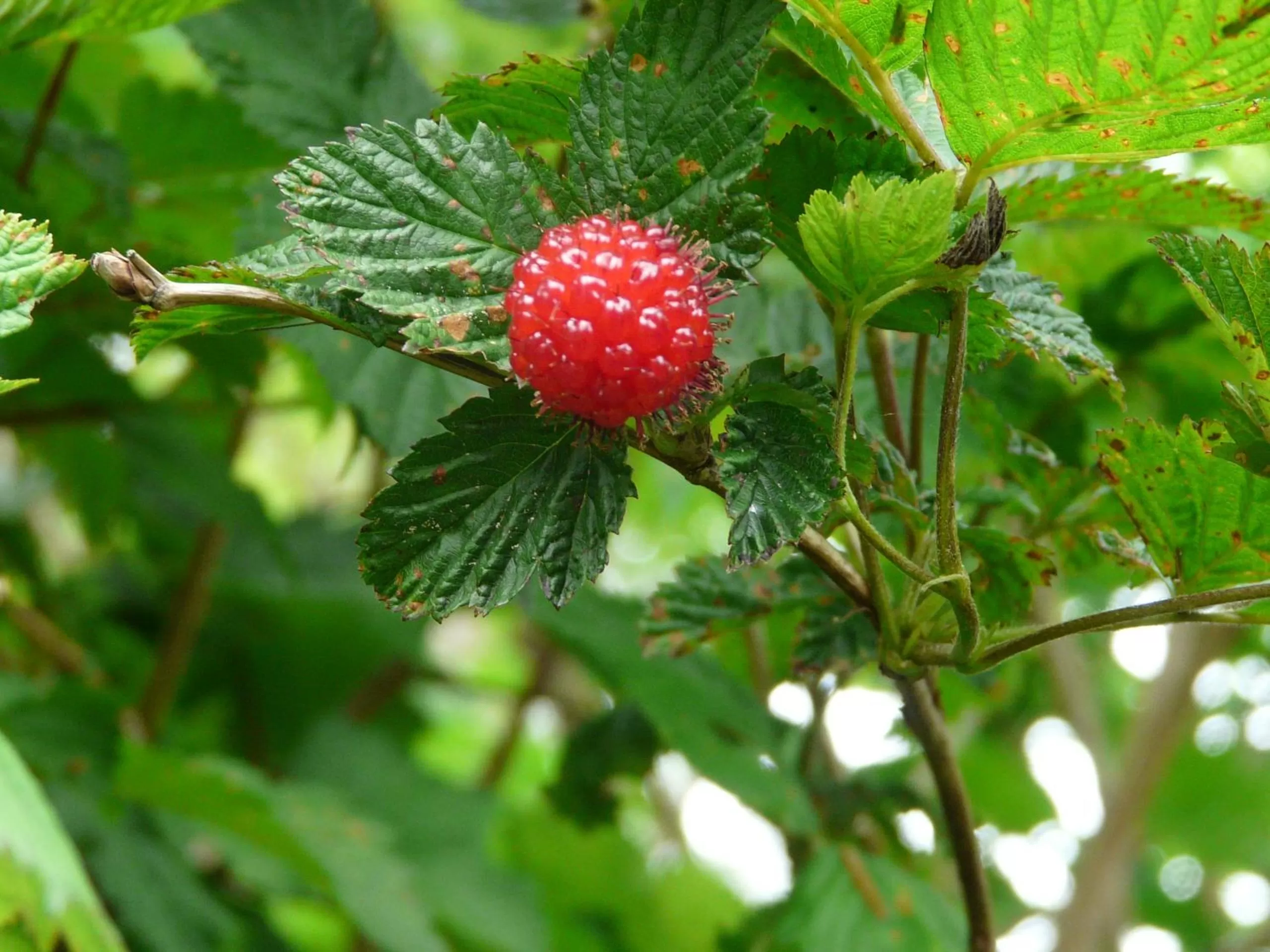 Garden view in Sheltered Nook On Tillamook Bay