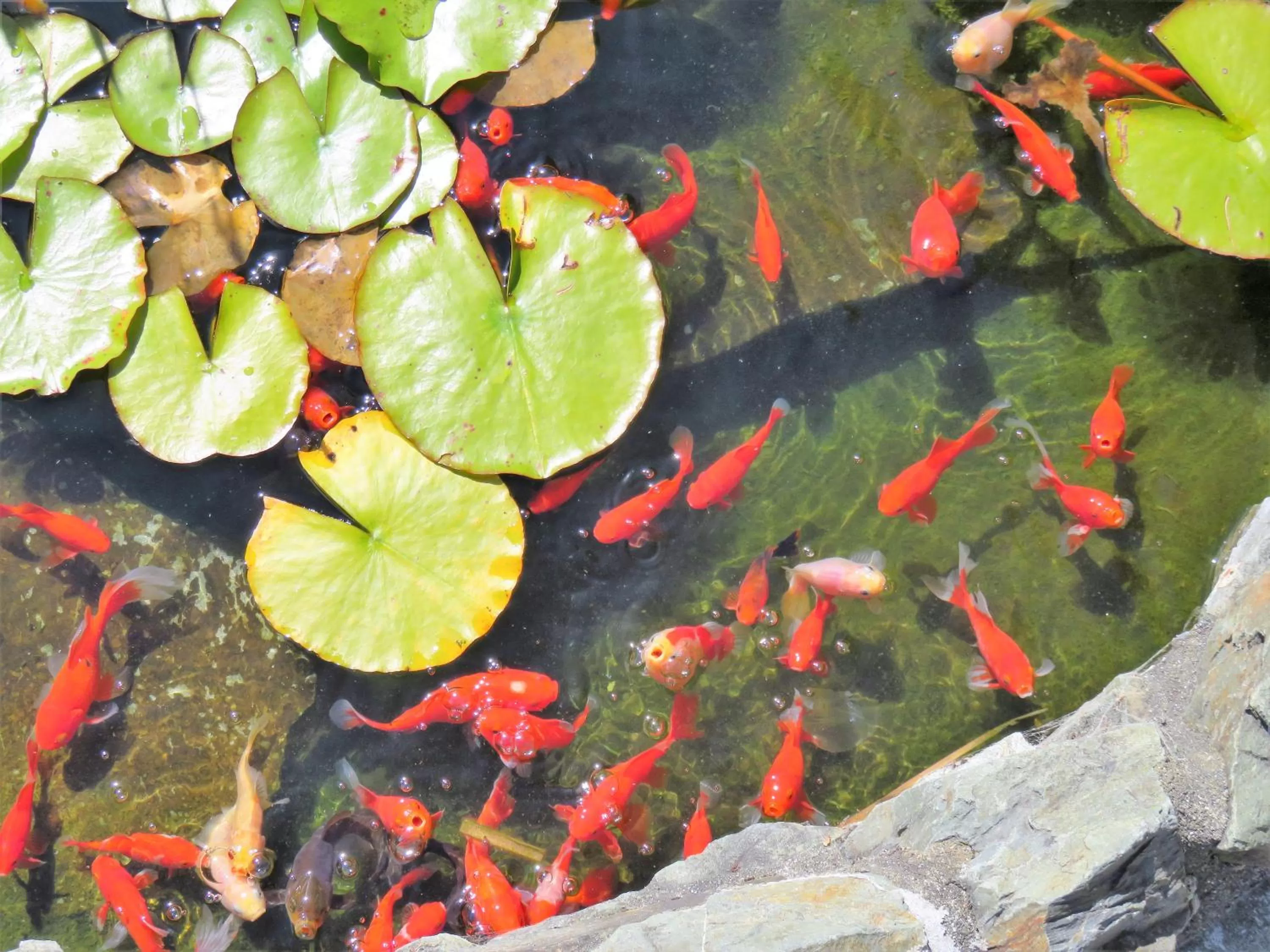 Animals in Admirals Motor Lodge