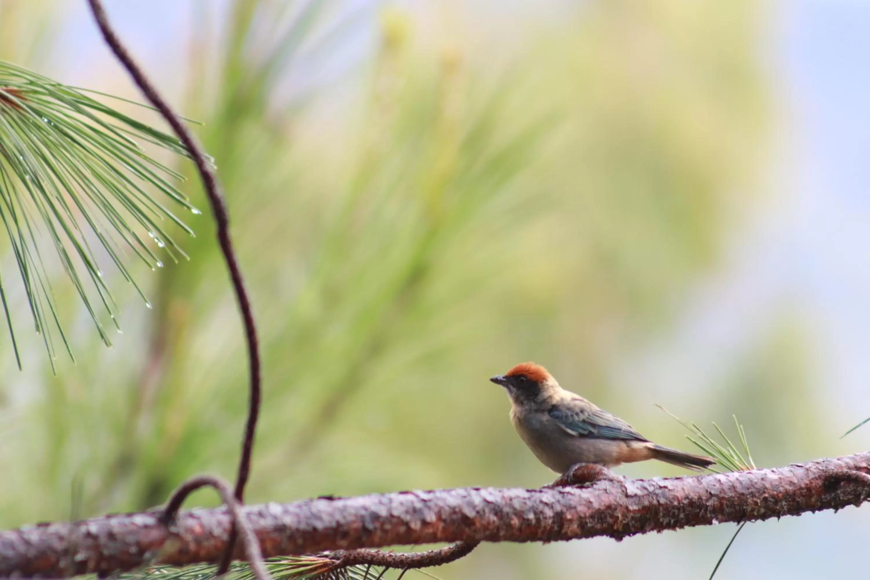 Natural landscape in Domus Glamping Guatapé