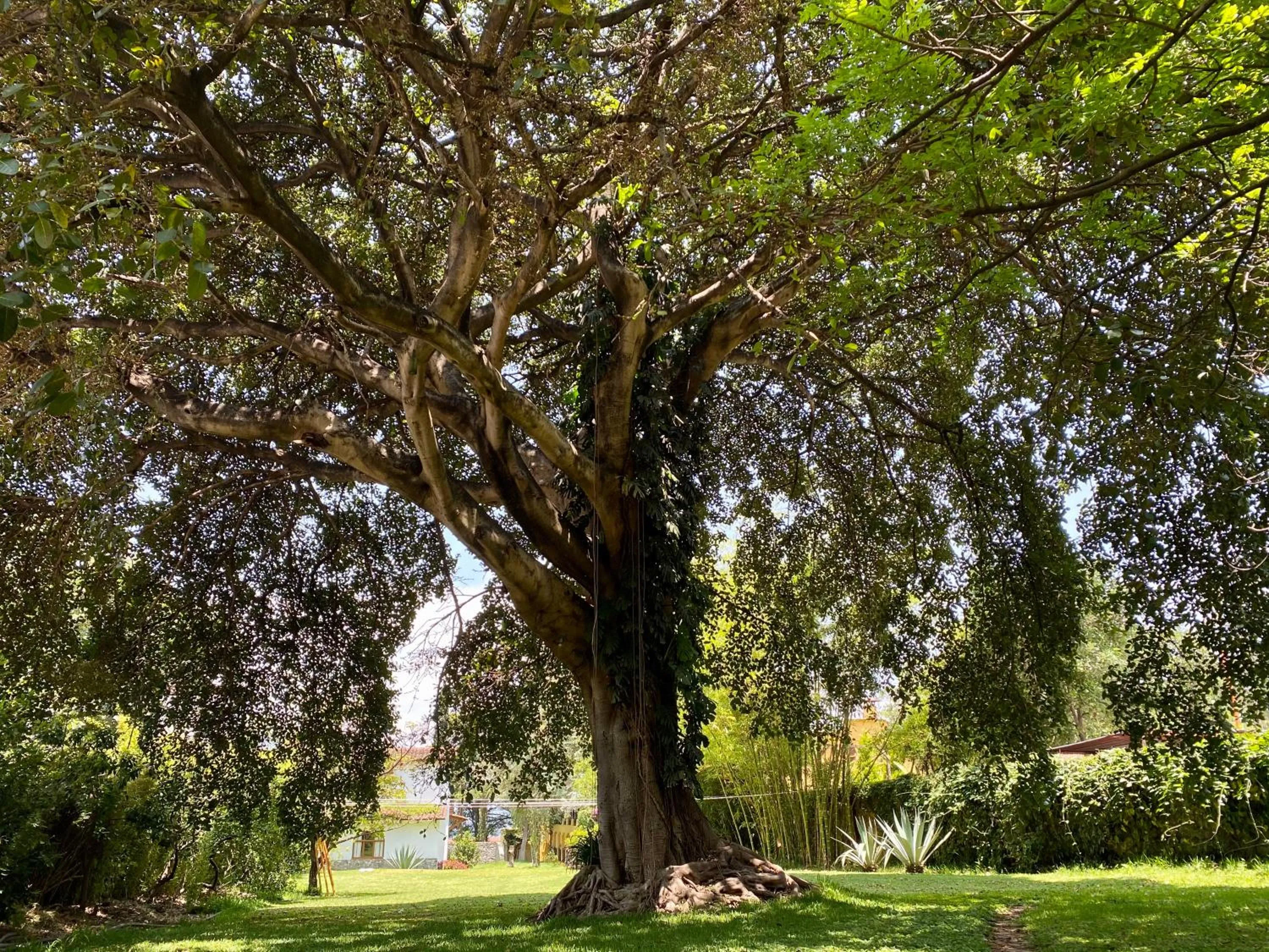 Garden in Villa Santa Catarina