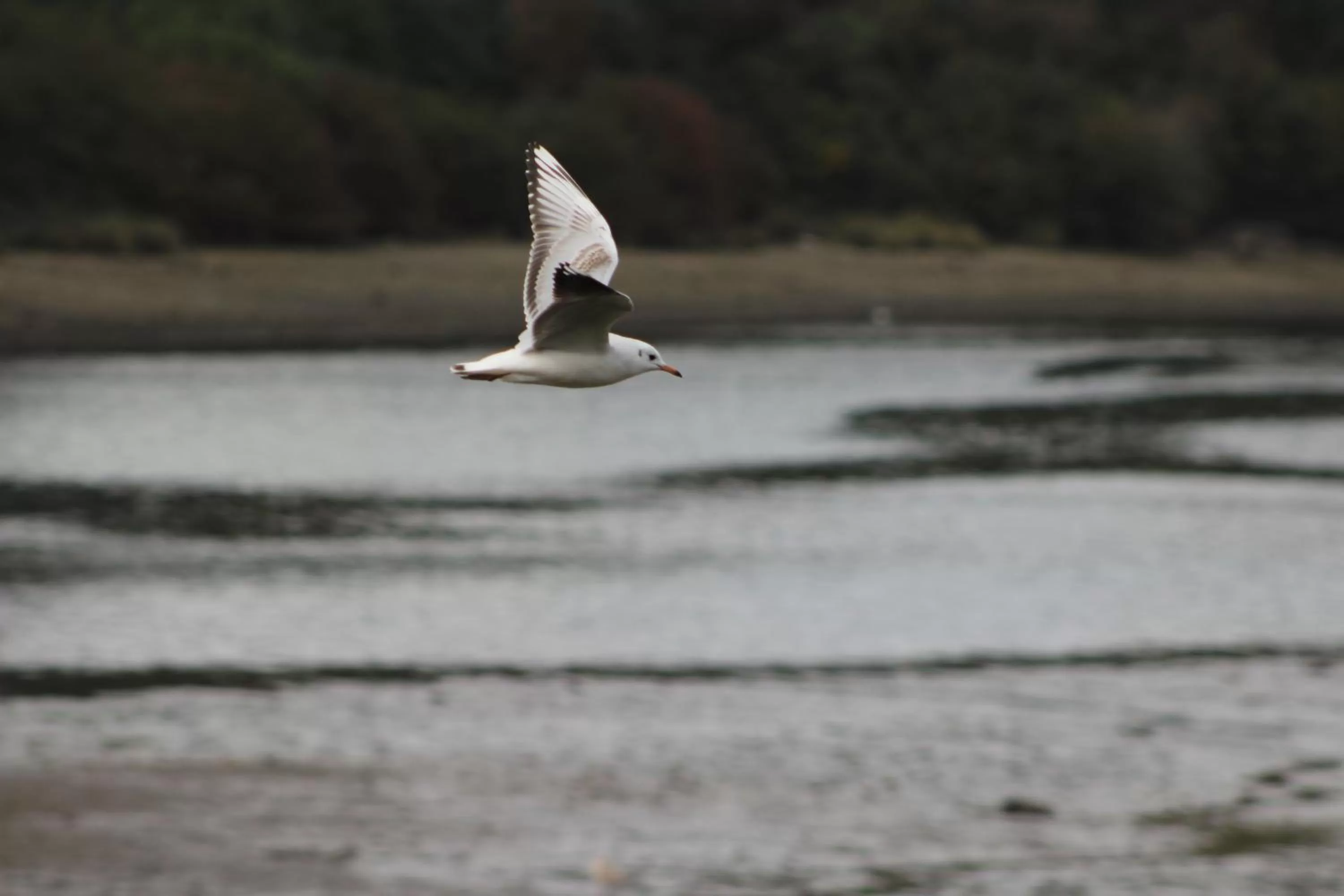 Other in Palafito 1326 Hotel Boutique Chiloé