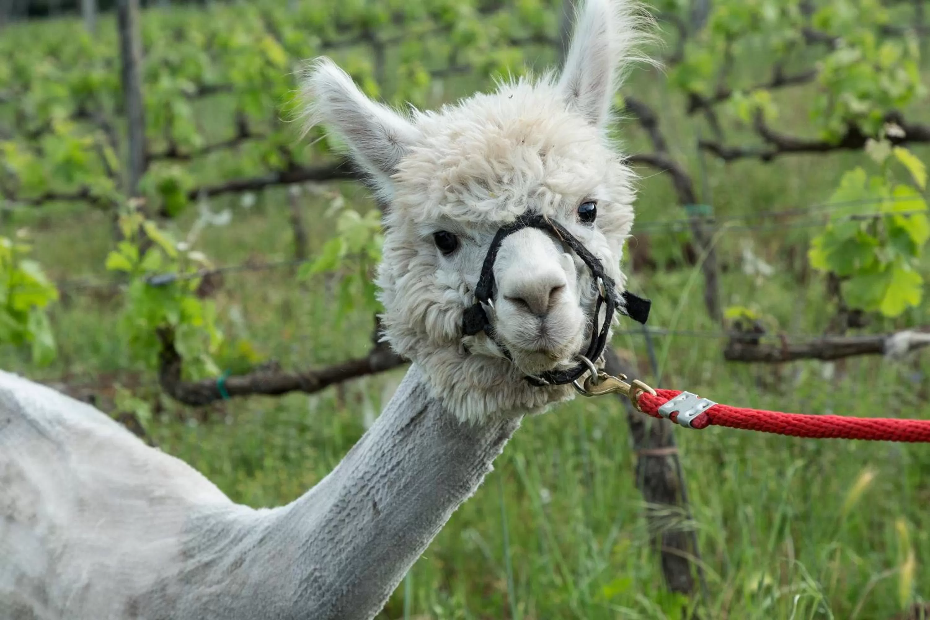 Animals in Terre di Baccio