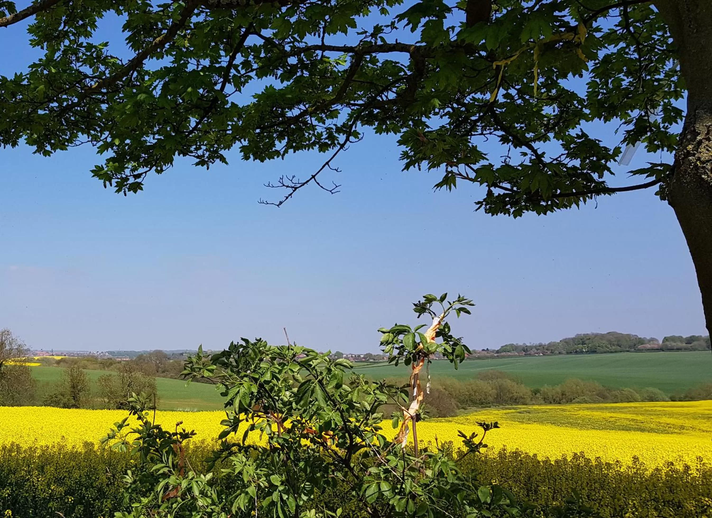 Natural Landscape in The Pebley Inn