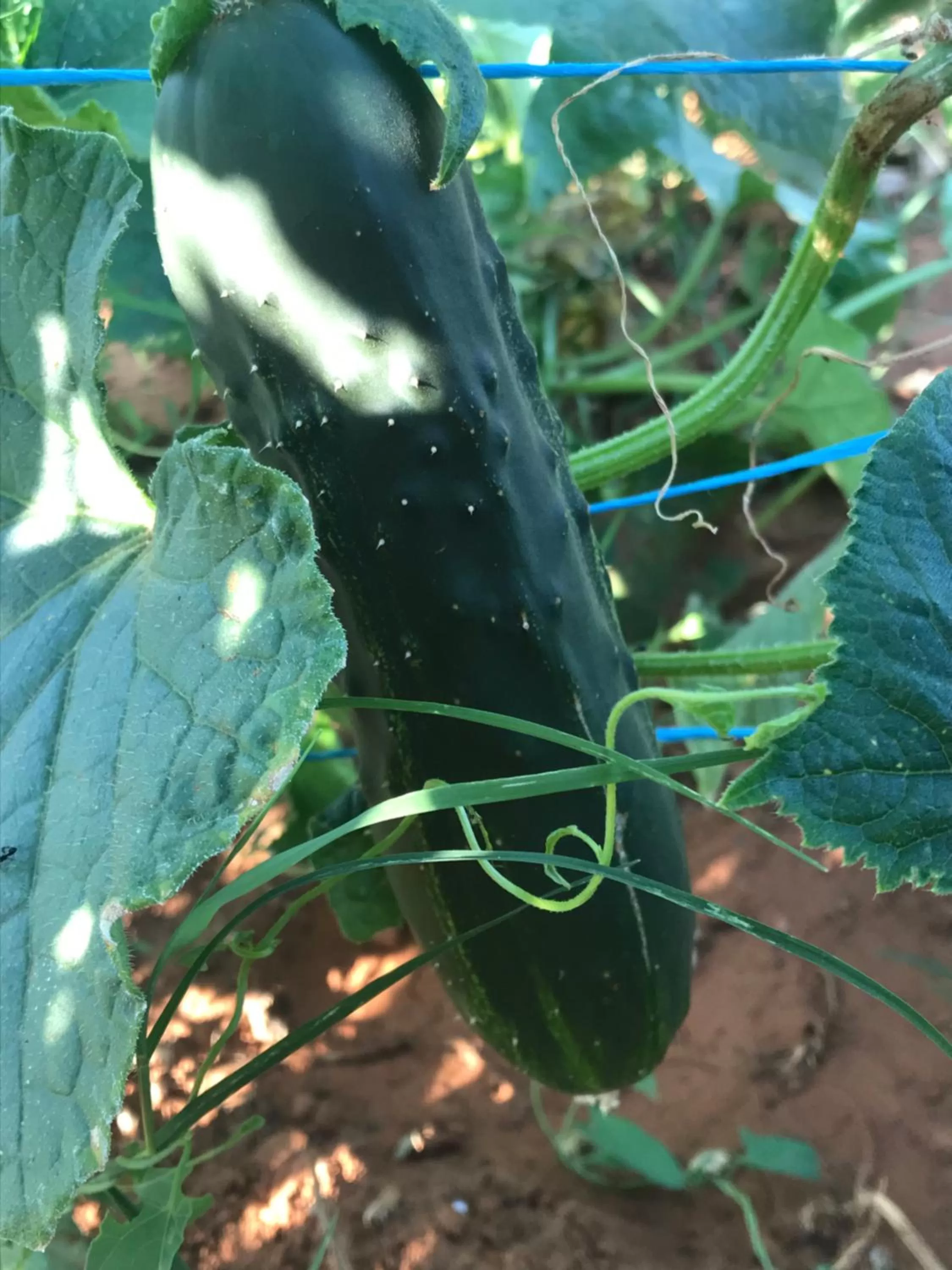 Restaurant/places to eat in Villa Flowers