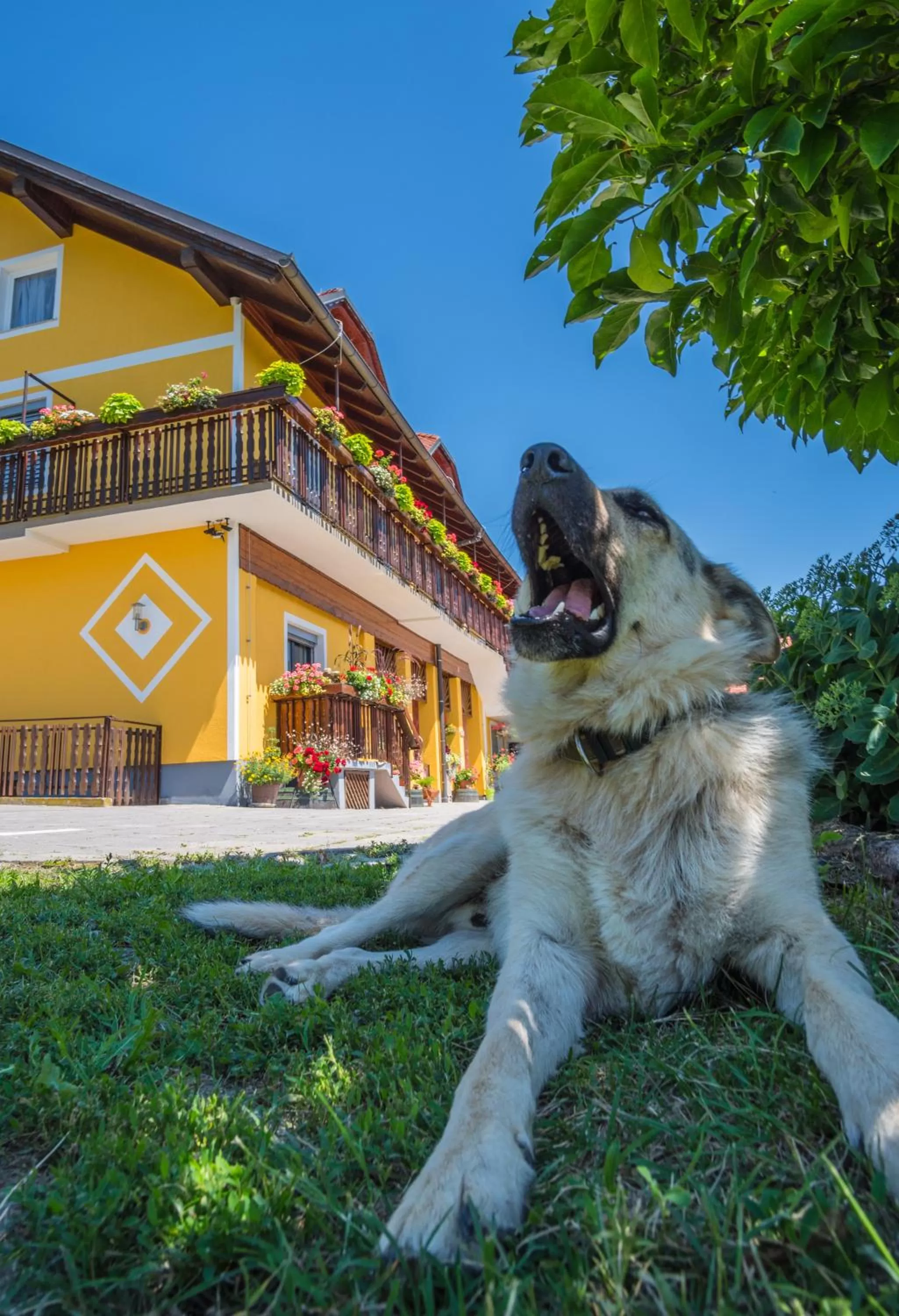 Pets in Panorama B&B