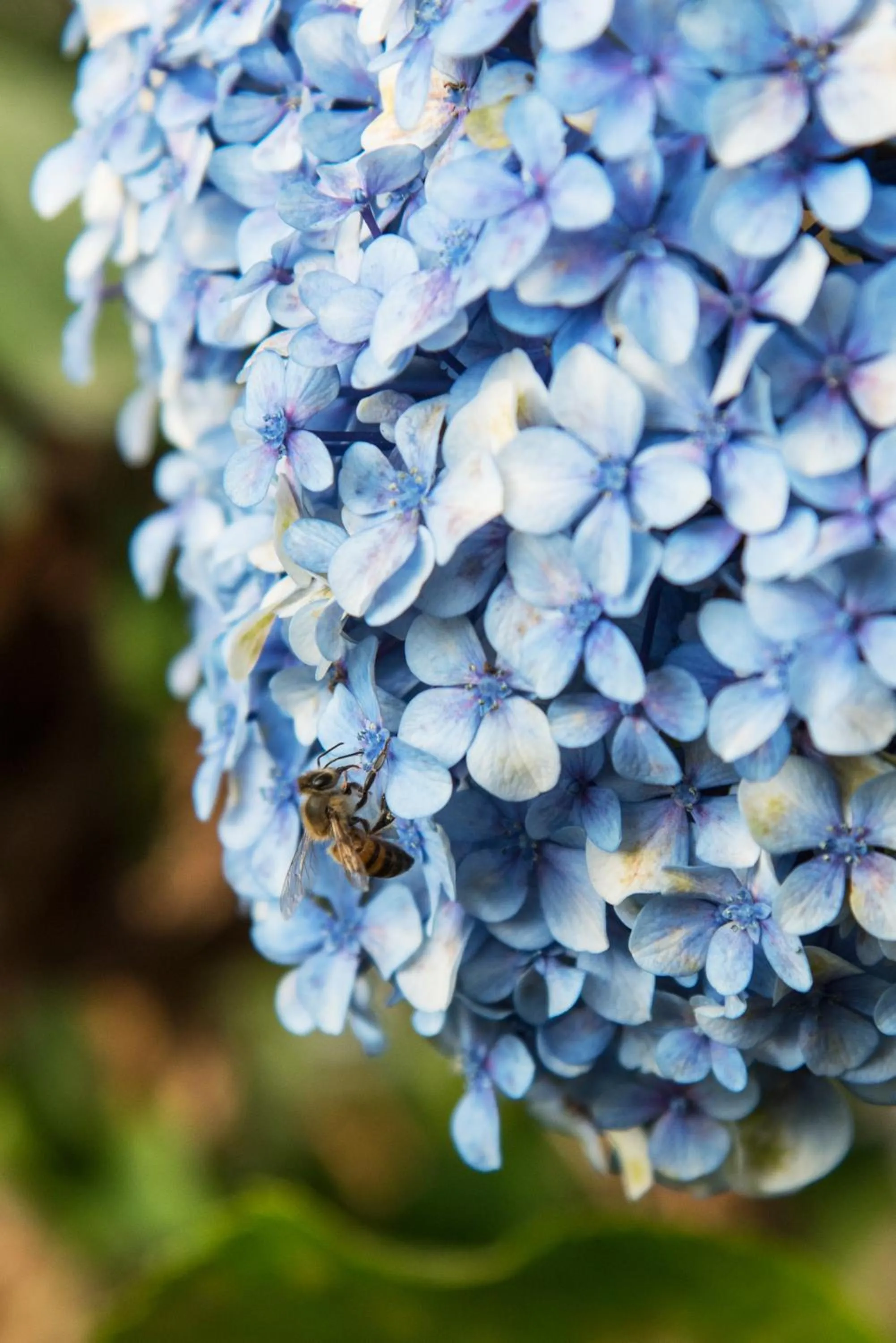 Garden view in Hotel Bougainvillea San José