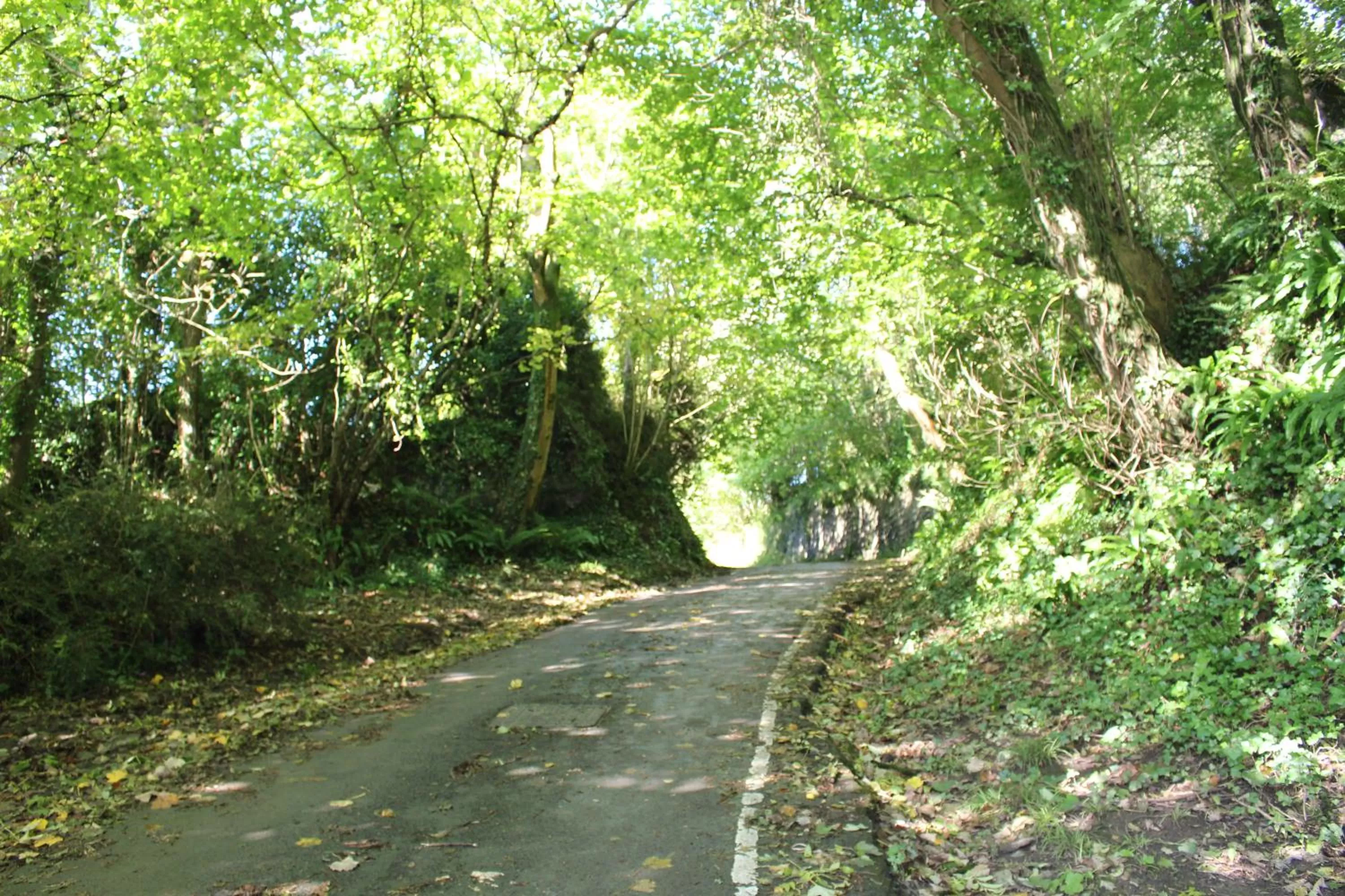 Natural landscape in The Gower Hotel