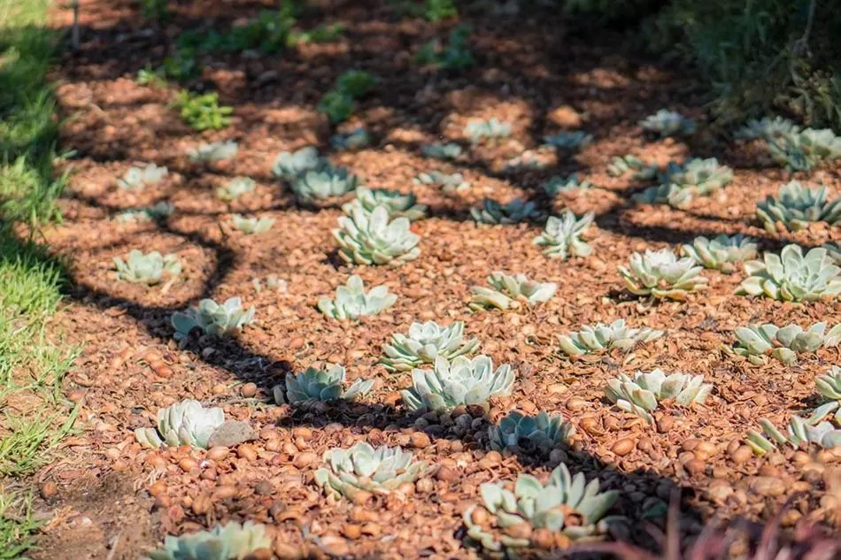 Jonkershoek Guest Farm